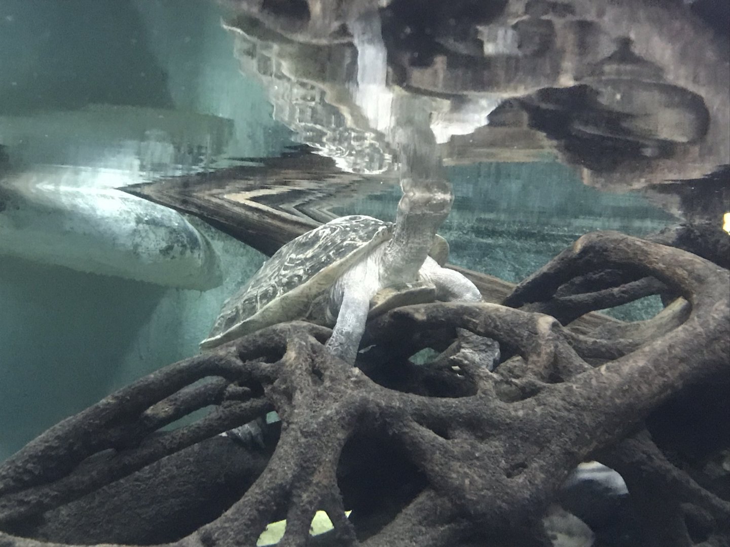 Orangutan Forest - Giant Asian Pond Turtle below surface 050819