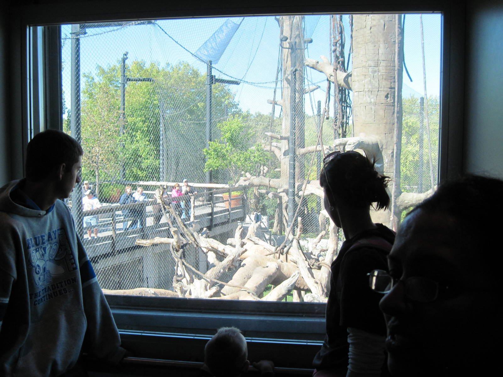 Orangutan Forest-Glass Elevator