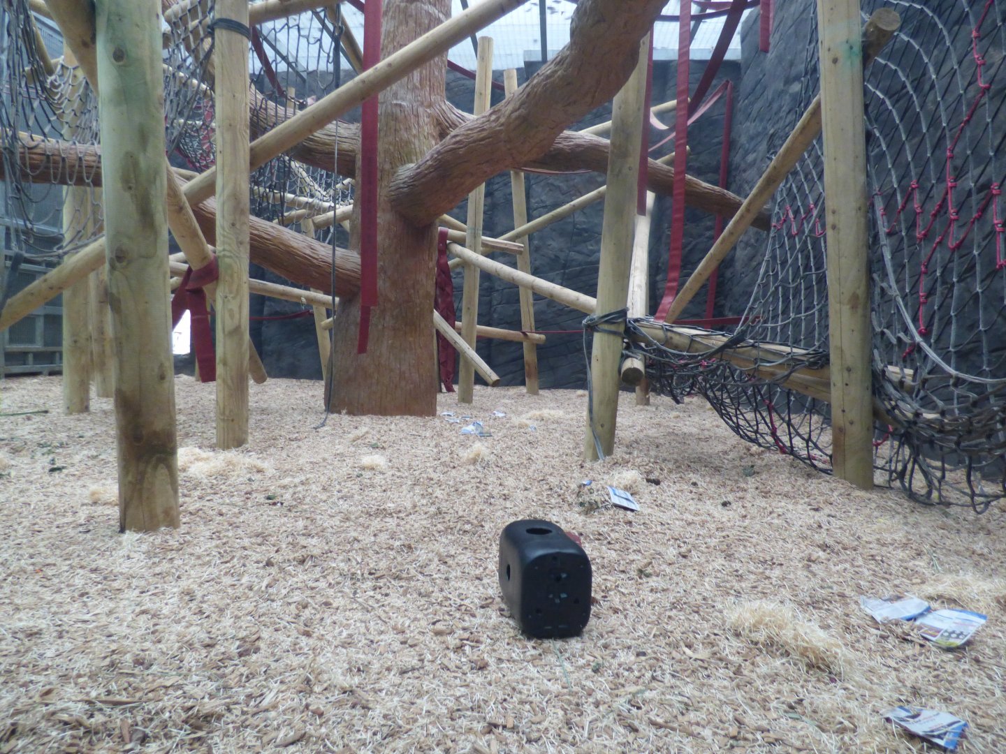 Orangutan Forest Indoor Enclosure