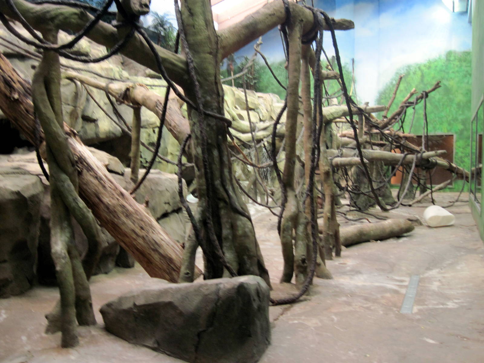 Orangutan Forest-Orangutan Exhibit