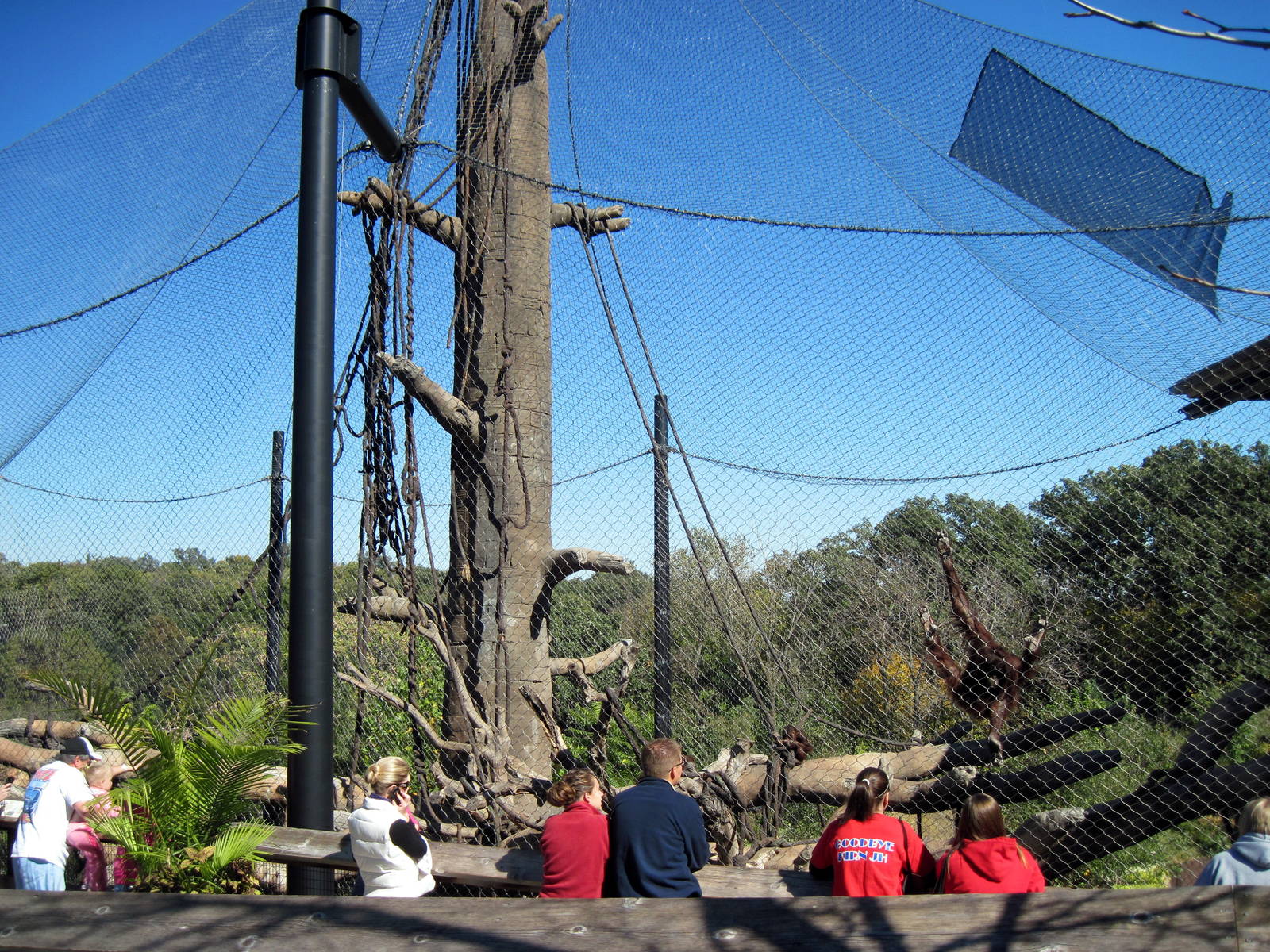 Orangutan Forest-Orangutan Exhibit