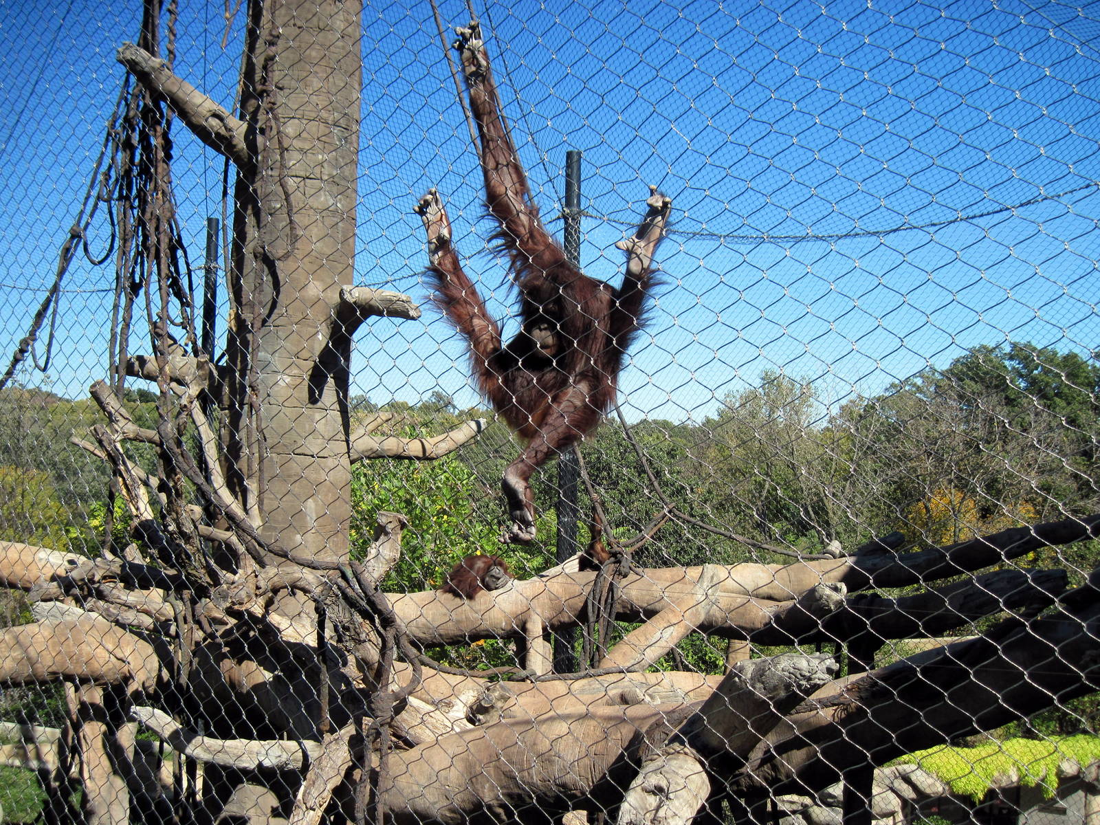 Orangutan Forest-Orangutan