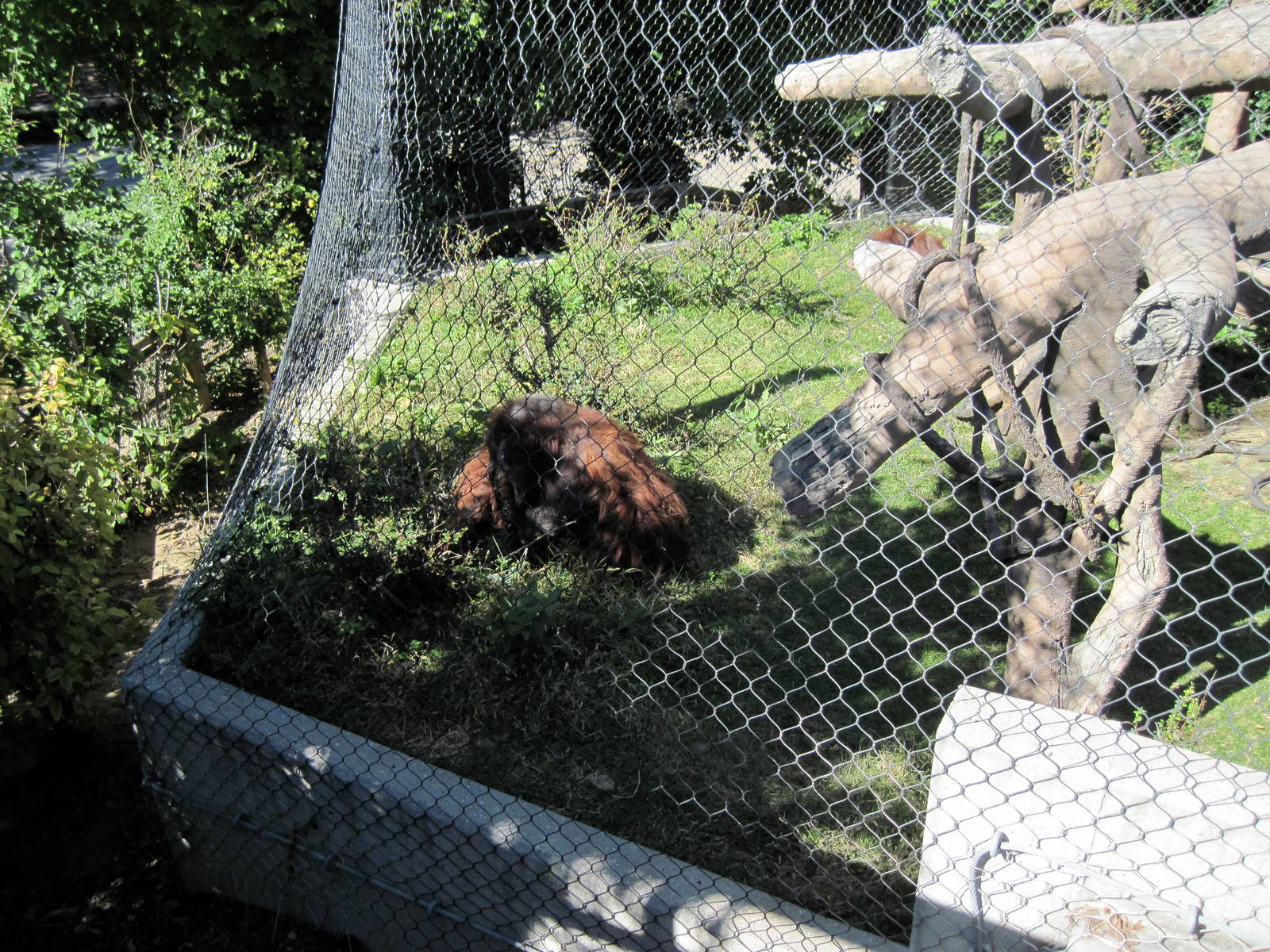 Orangutan Forest-Orangutan