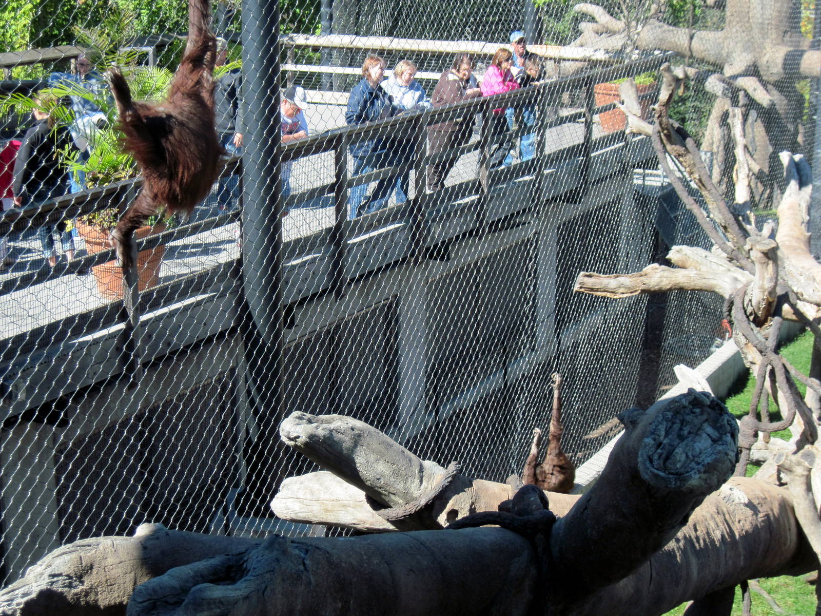 Orangutan Forest-Orangutans