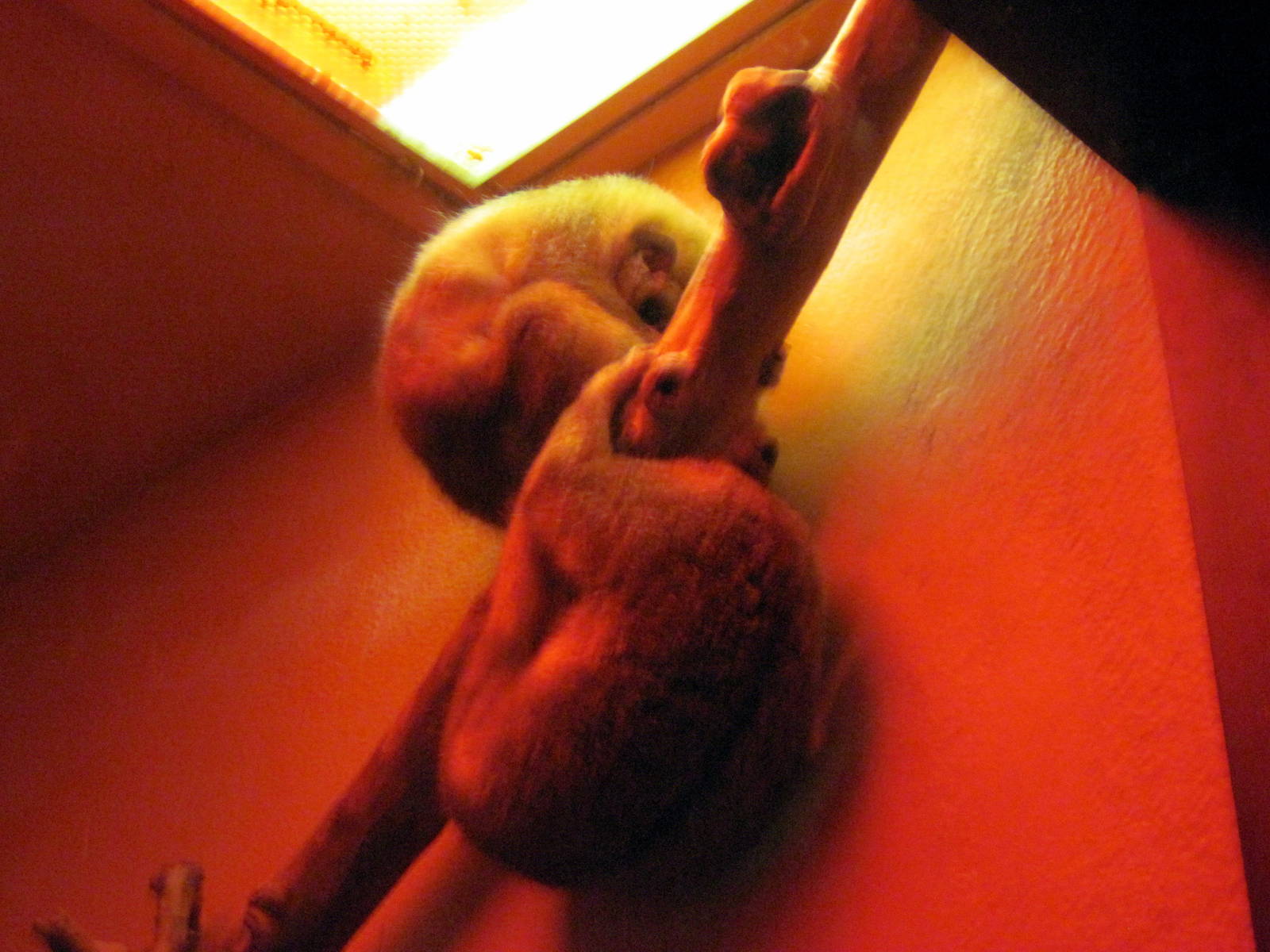 Orangutan Forest-Pygmy Slow Lorises