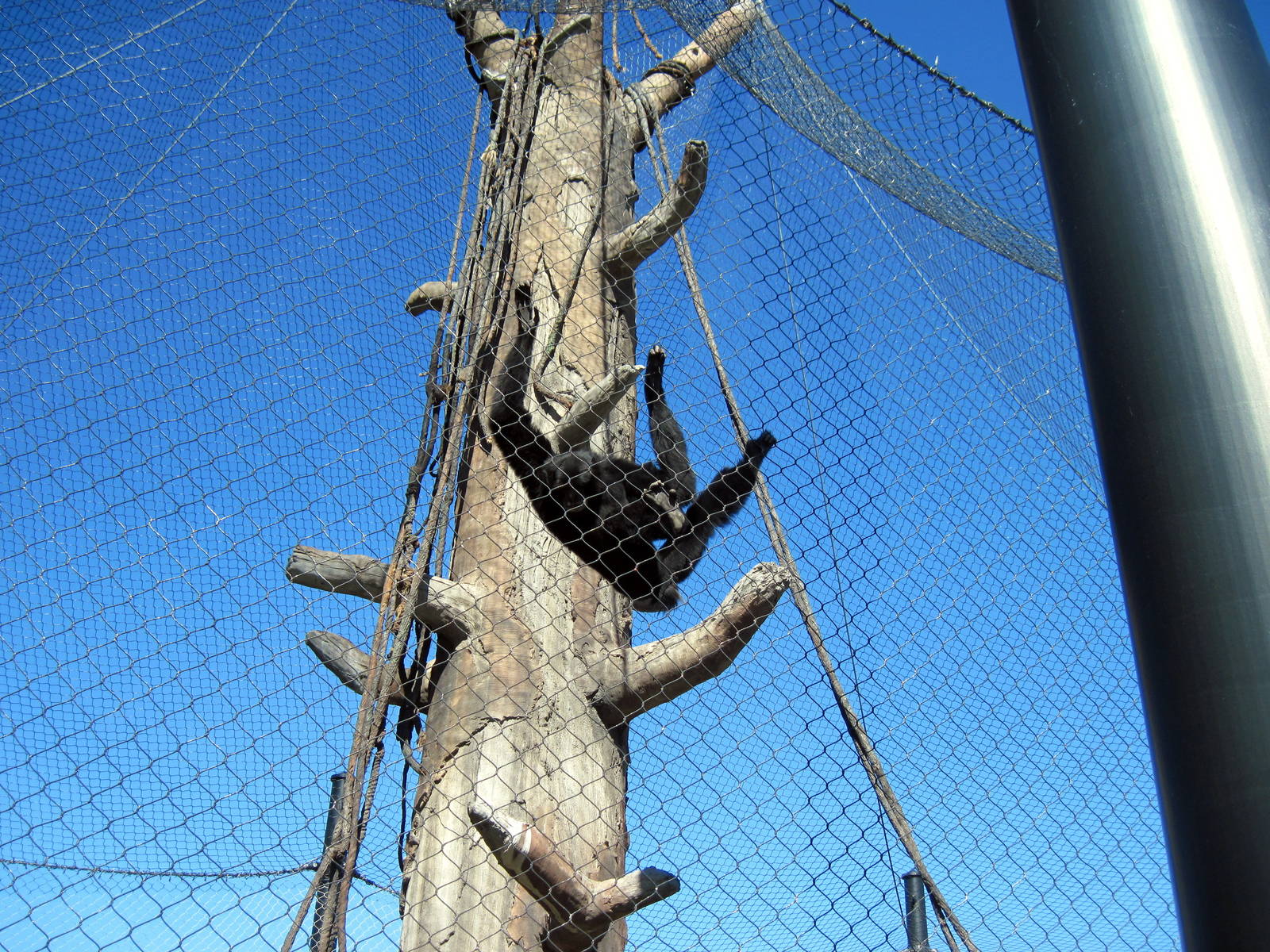 Orangutan Forest-Siamang