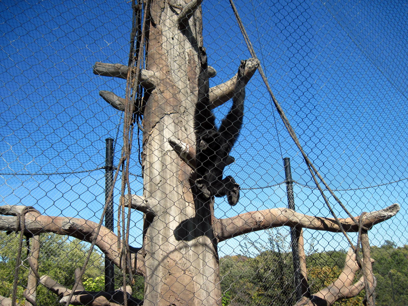 Orangutan Forest-Siamang