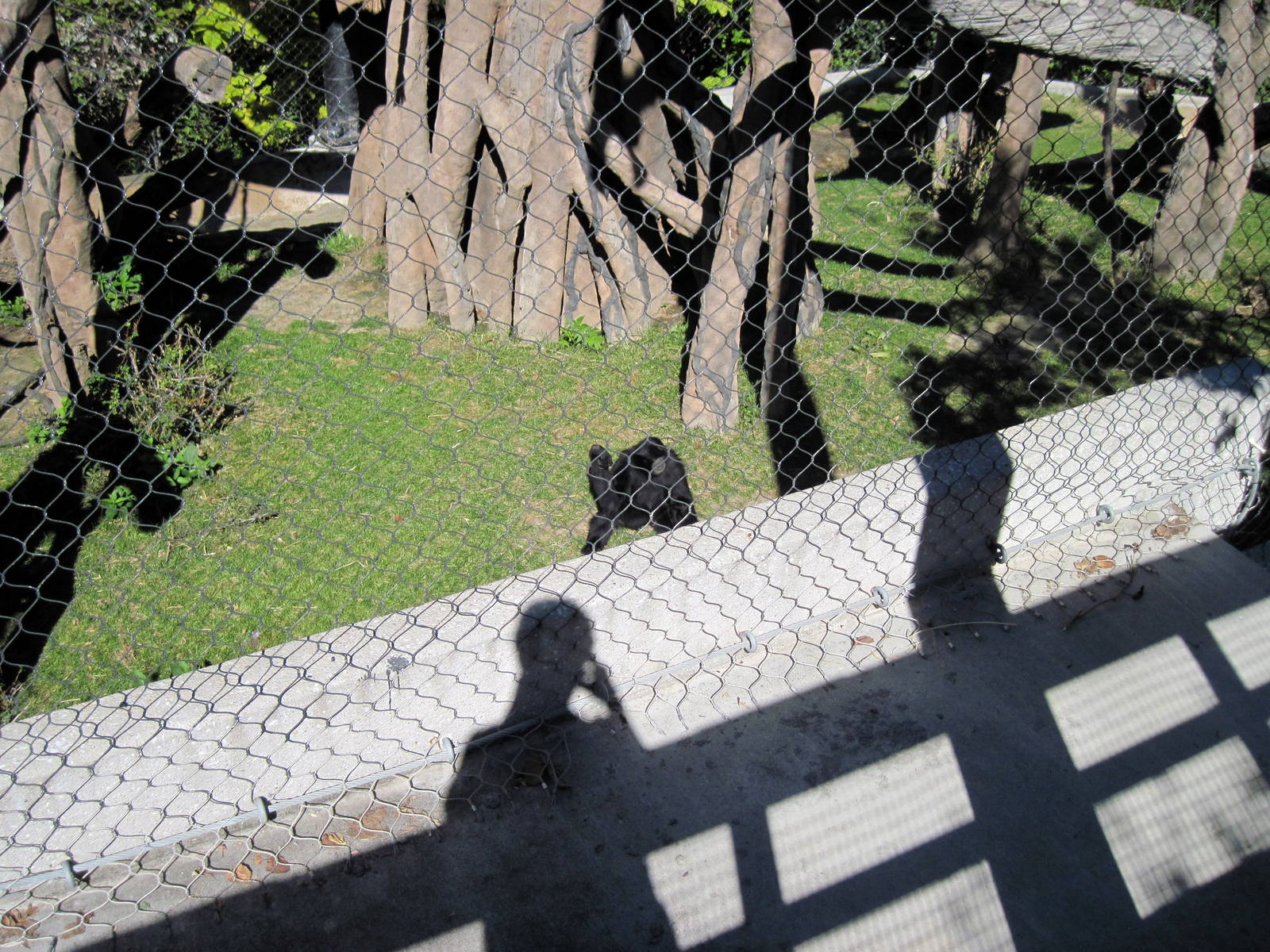 Orangutan Forest-Siamang