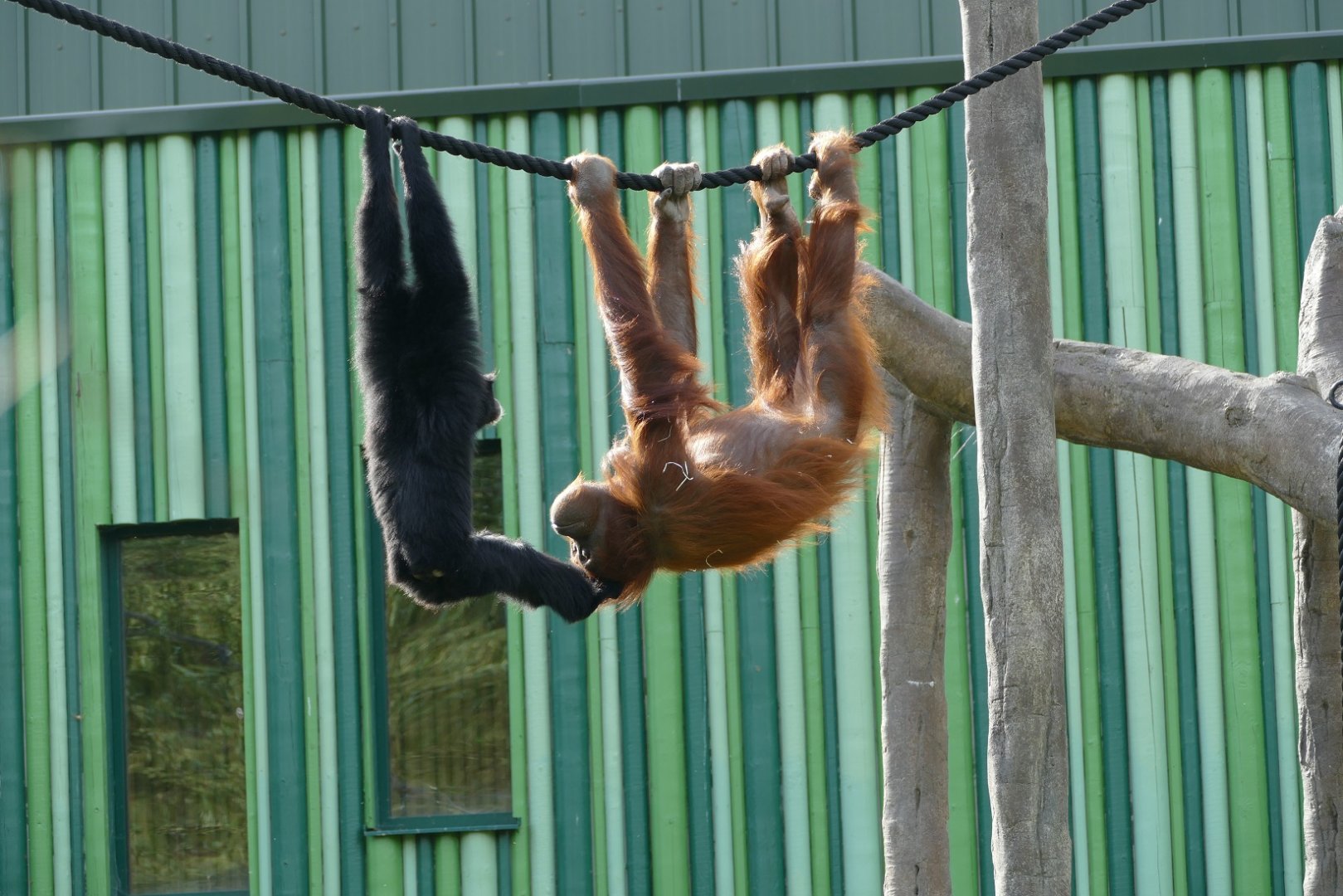 Orangutan/gibbon interaction, September 2018