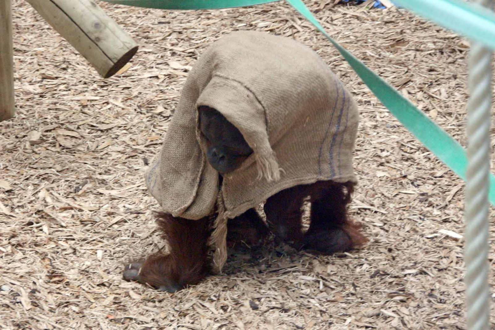 Orangutan goes under cover