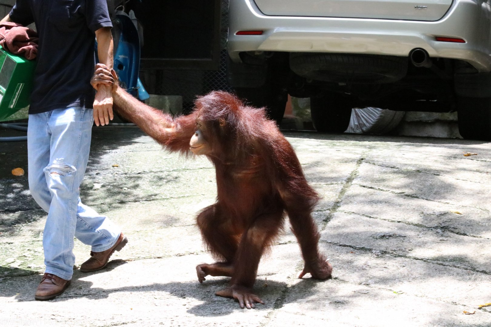 Orangutan Going for a Walk