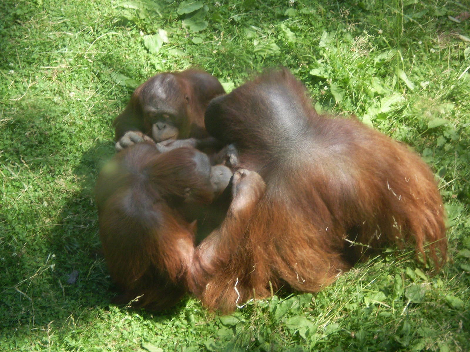 Orangutan Grooming Session