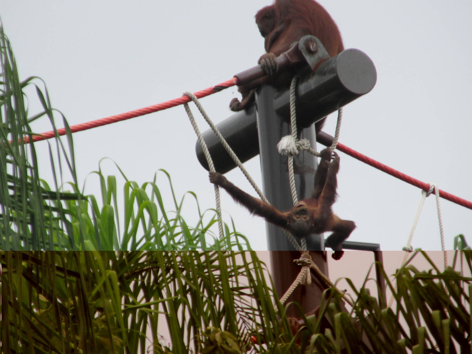 orangutan guadalajara zoo