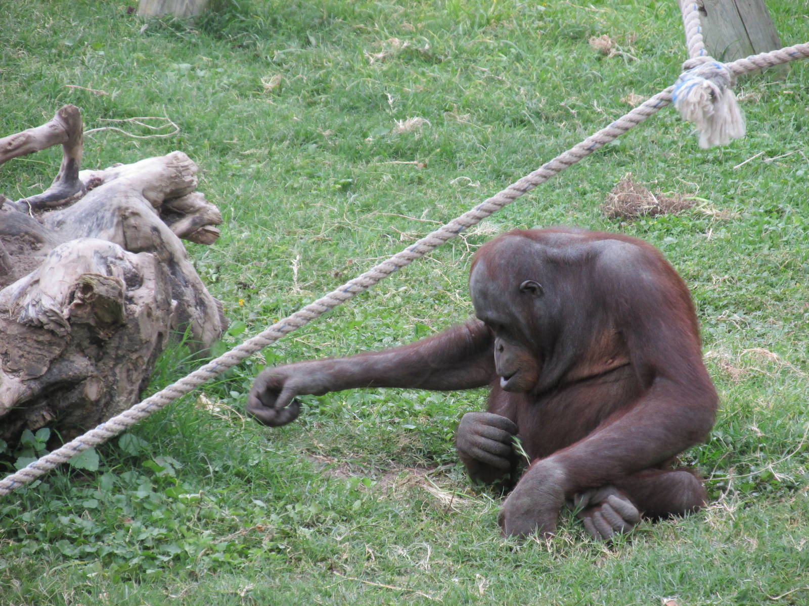 orangutan guadalajara zoo