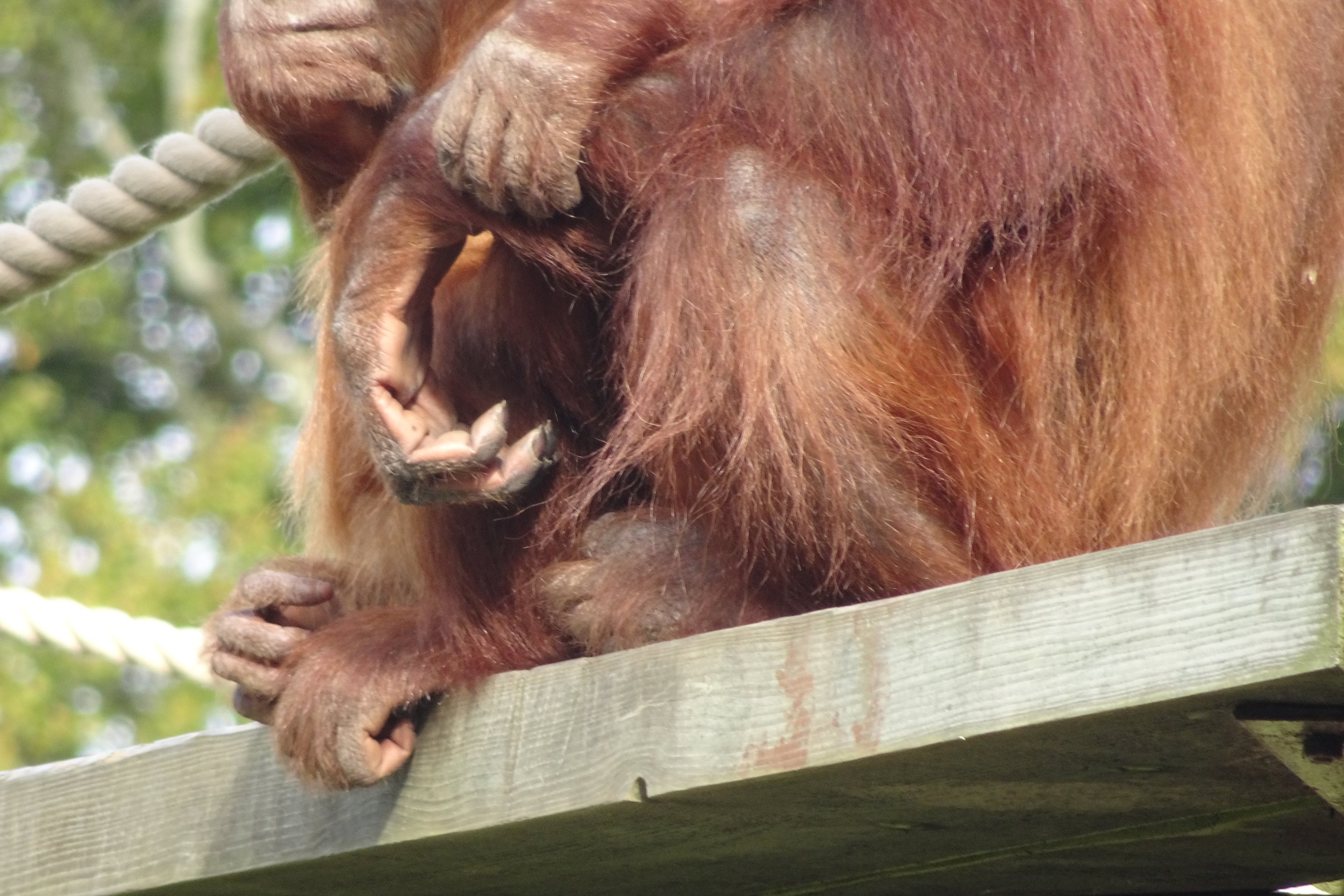 Orangutan hands, October 2016
