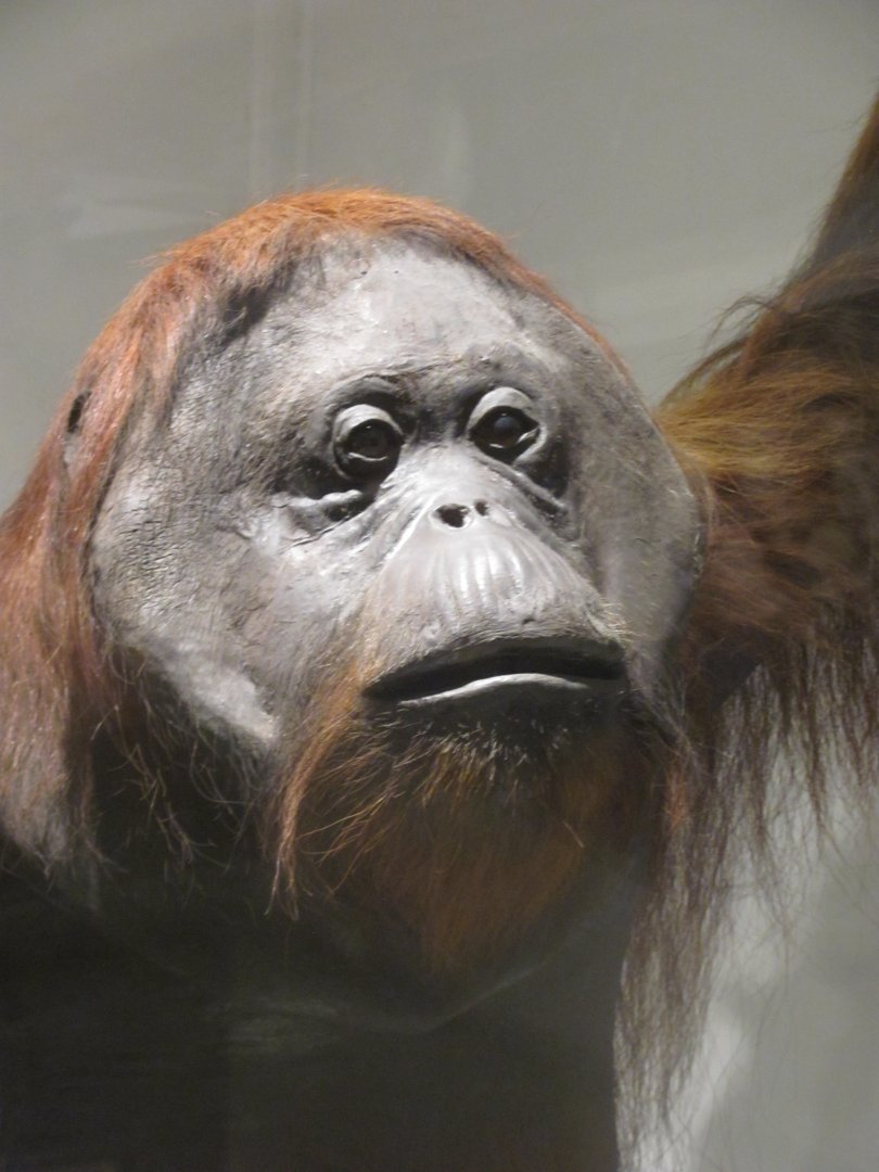 Orangutan Head