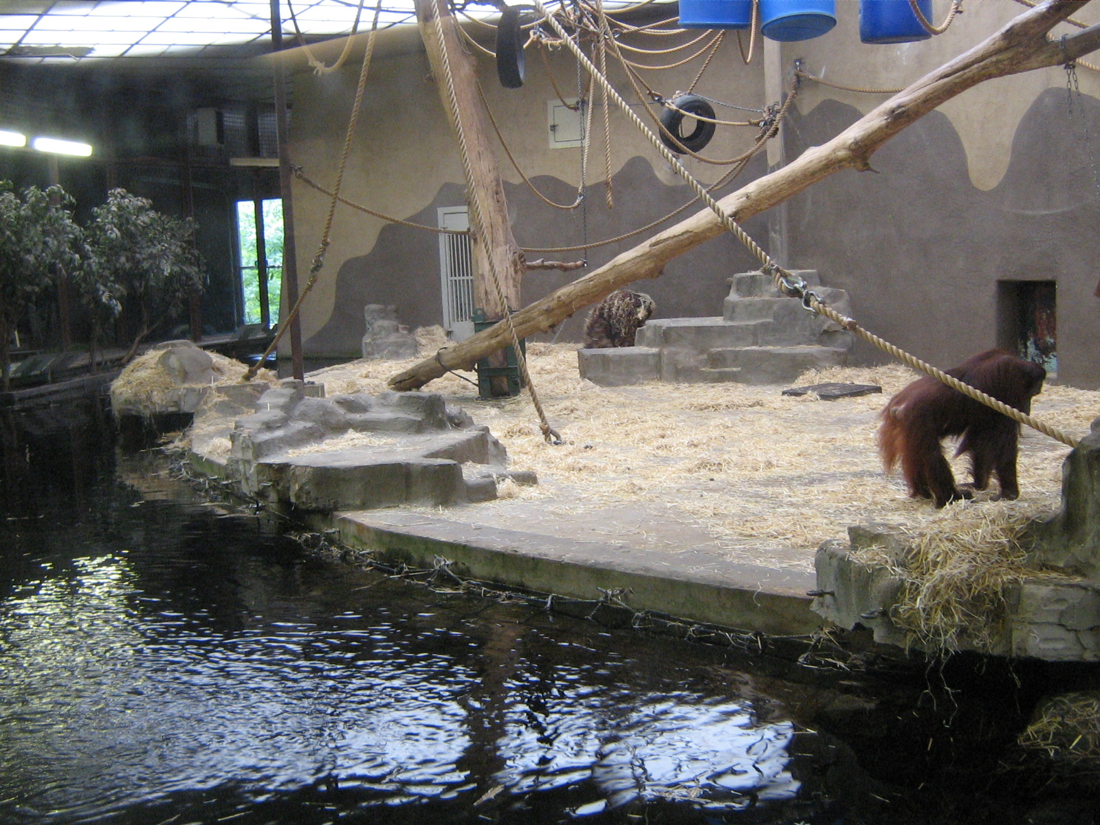 Orangutan House 16th September 2009.