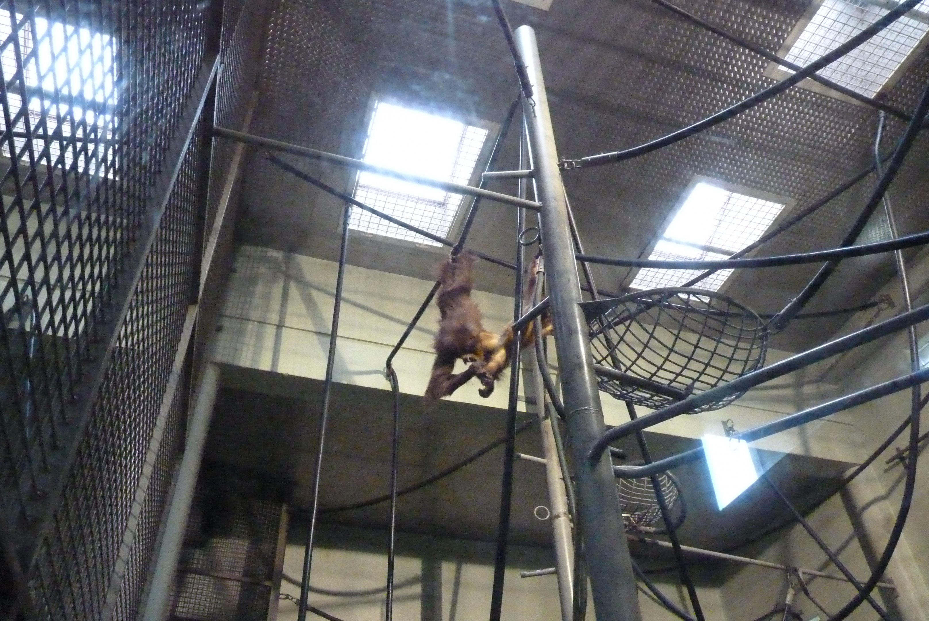 Orangutan House interior, October 2016