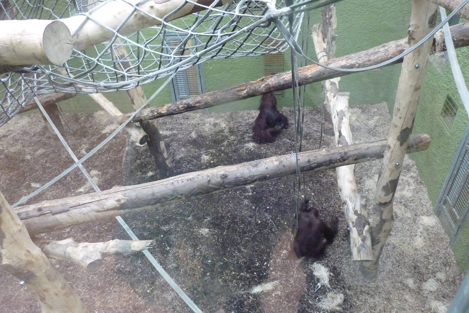 Orangutan house interior, September 2016