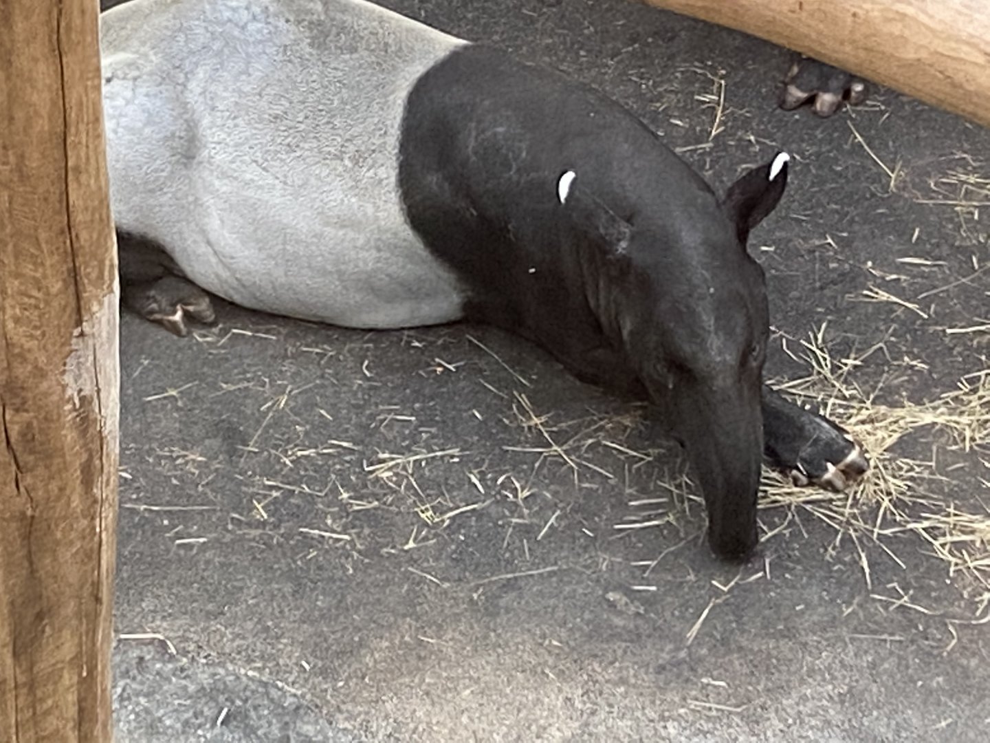 Orangutan House - Malayan tapir 021219