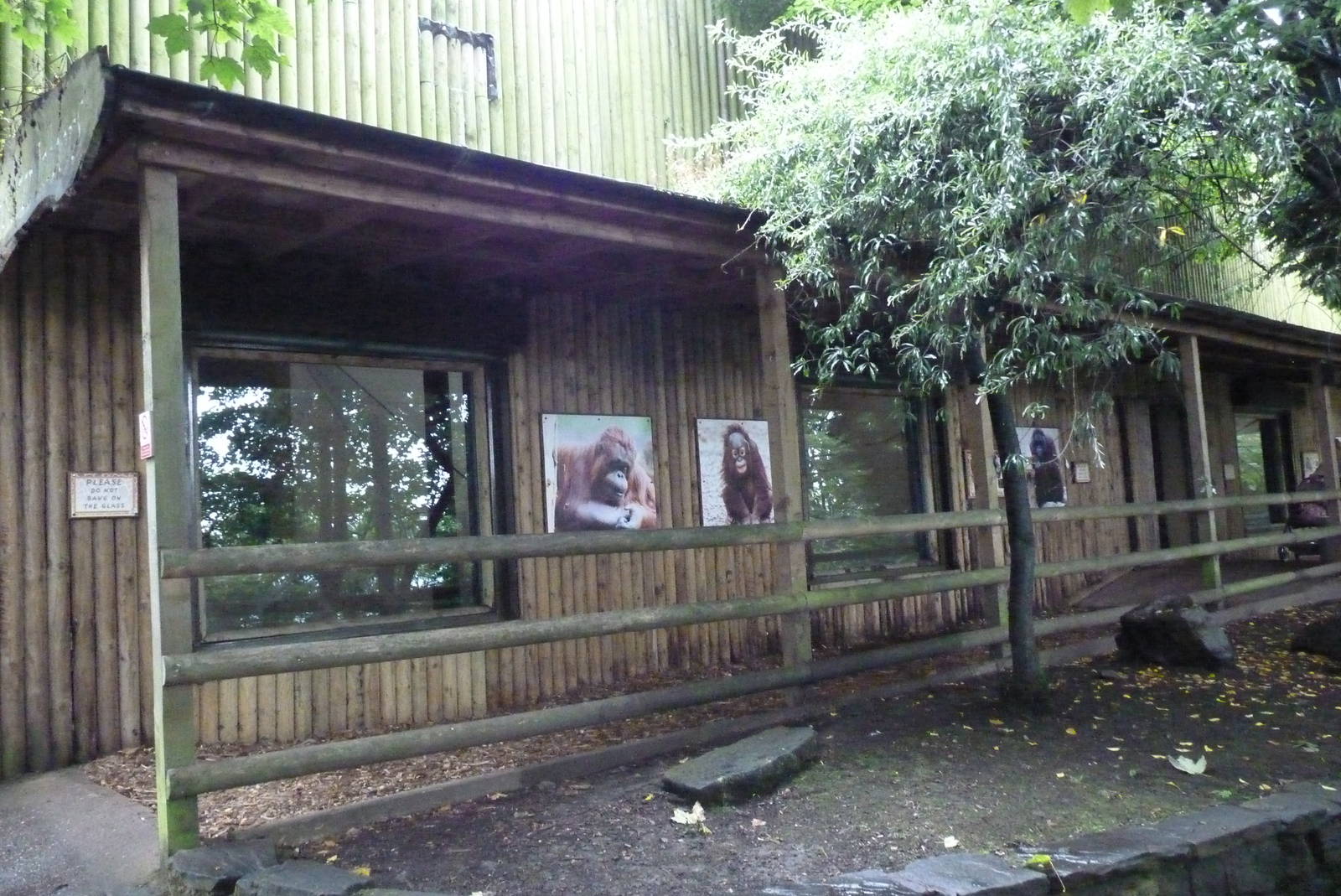 Orangutan house, September 2016