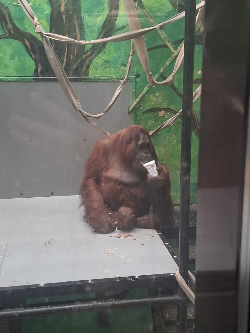 Orangutan ID?