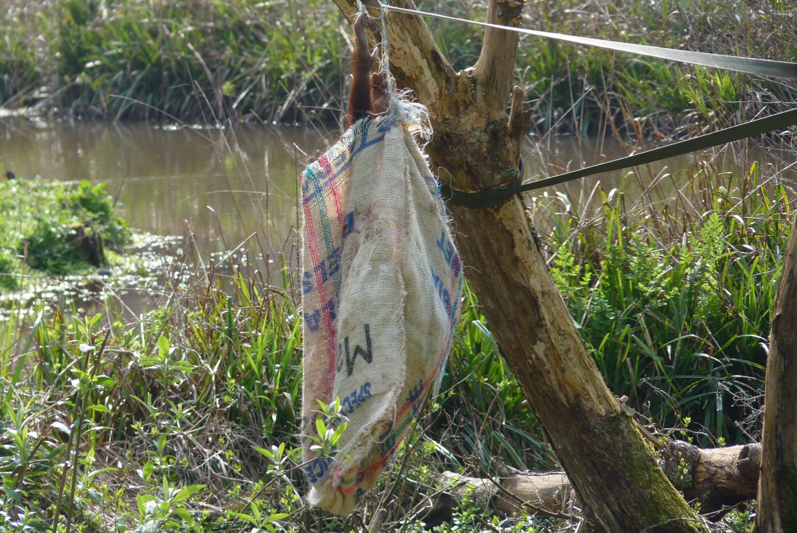 Orangutan in a sack, March 2017