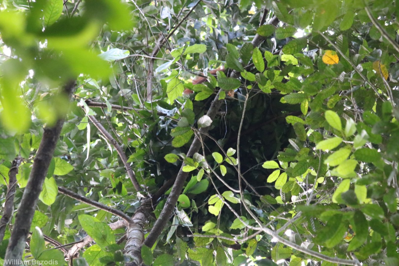 Orangutan in Nest - Danum Valley