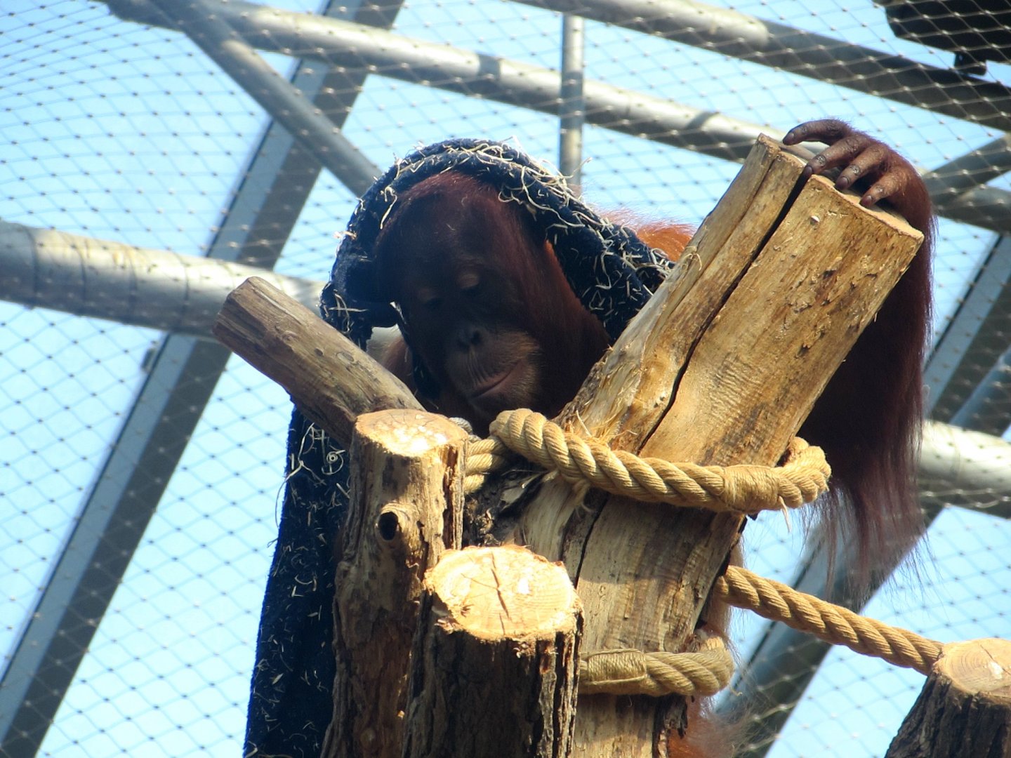 Orangutan in the Indonesian Jungle Pavilion - July/2017