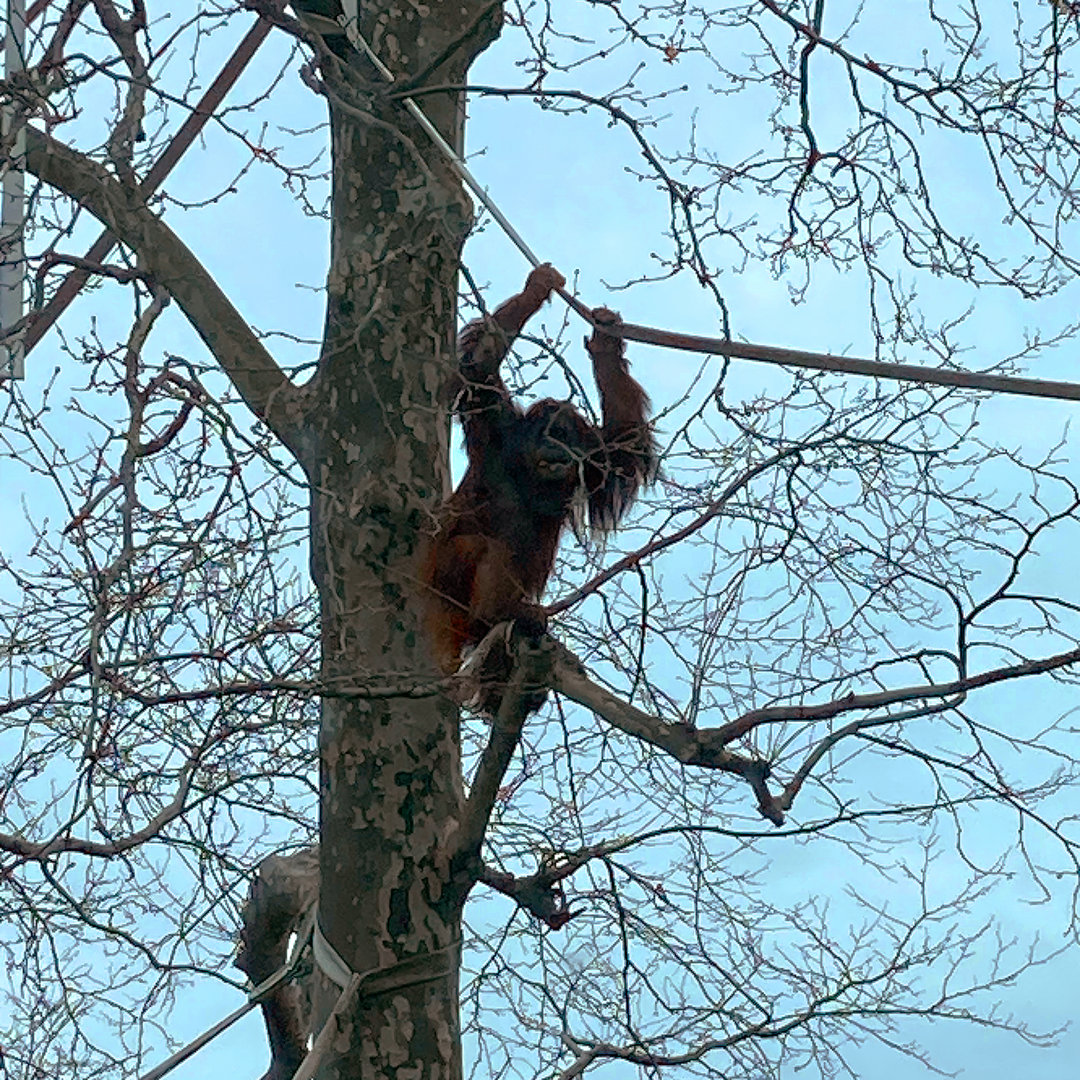 Orangutan in Tree