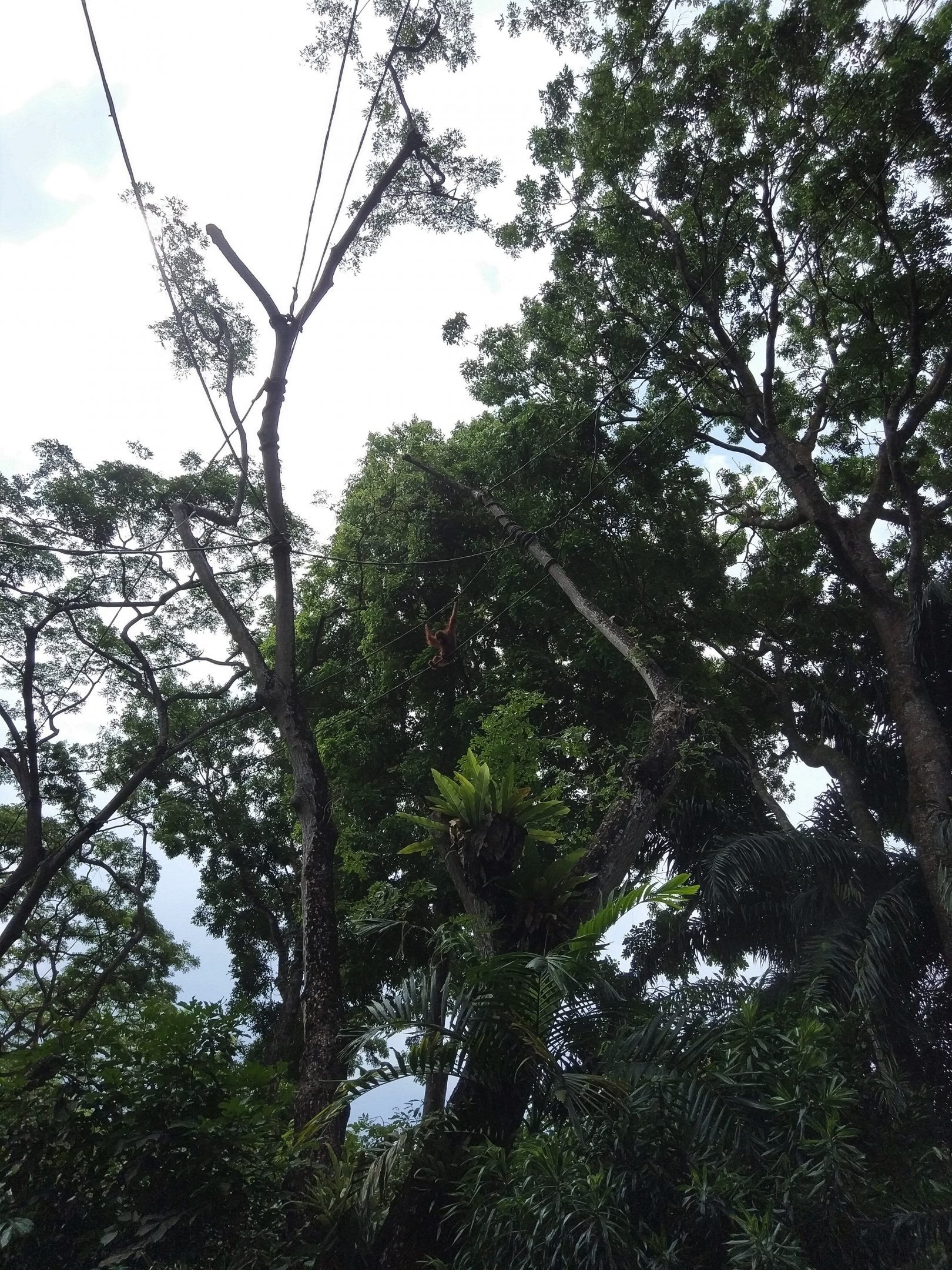 Orangutan in treetop enclosure