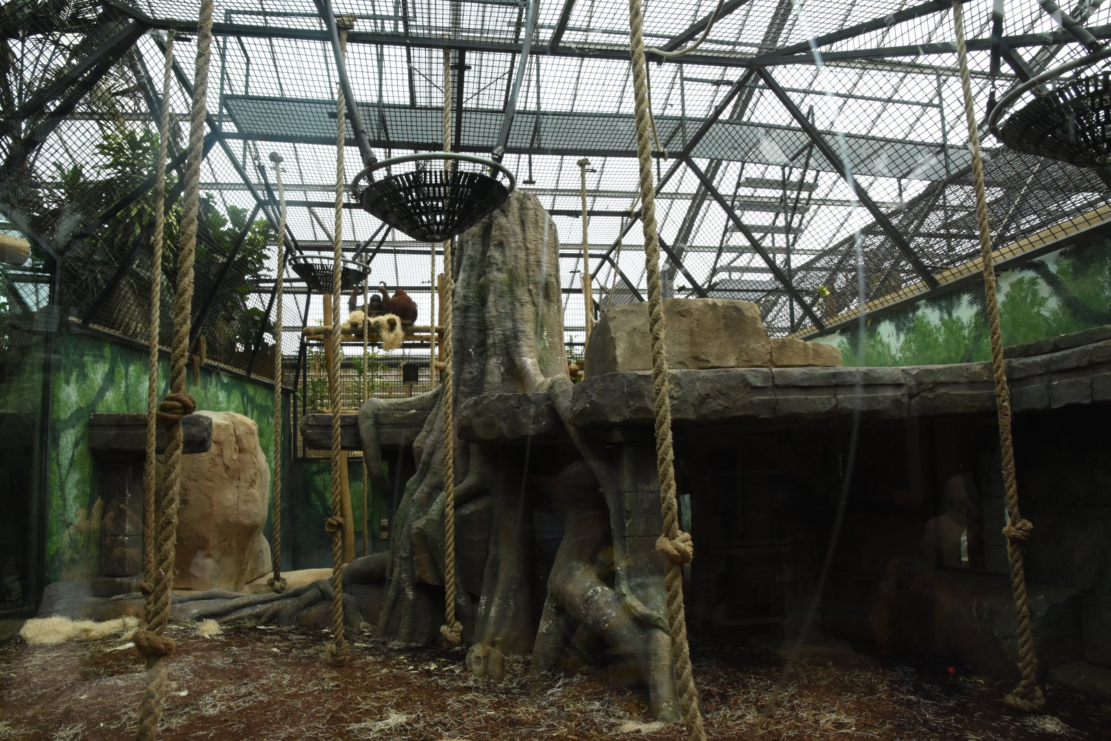 Orangutan indoor (1/2)