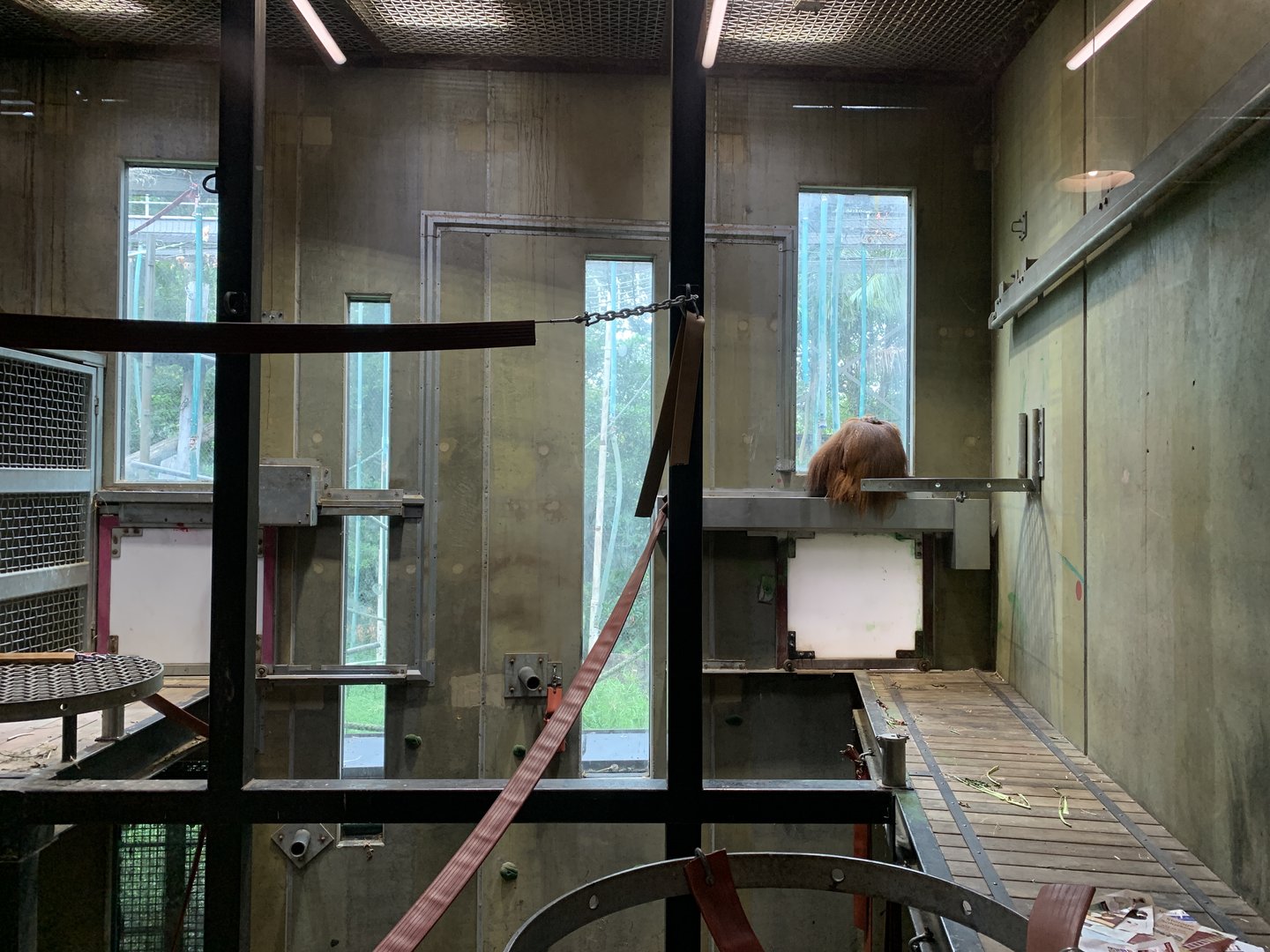 Orangutan Indoor Area