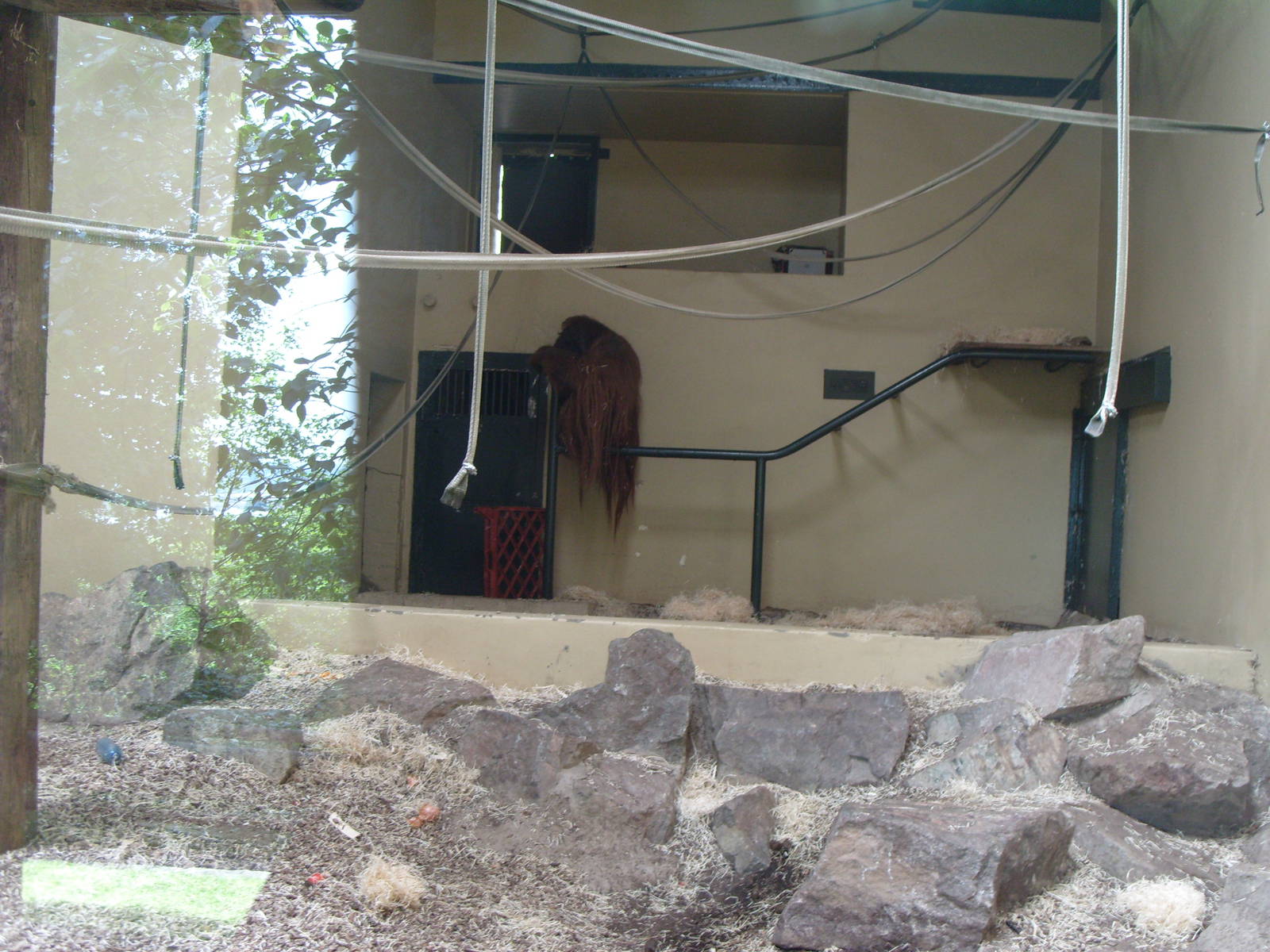 ORANGUTAN INDOOR ENCLOSURE WITH BENJI