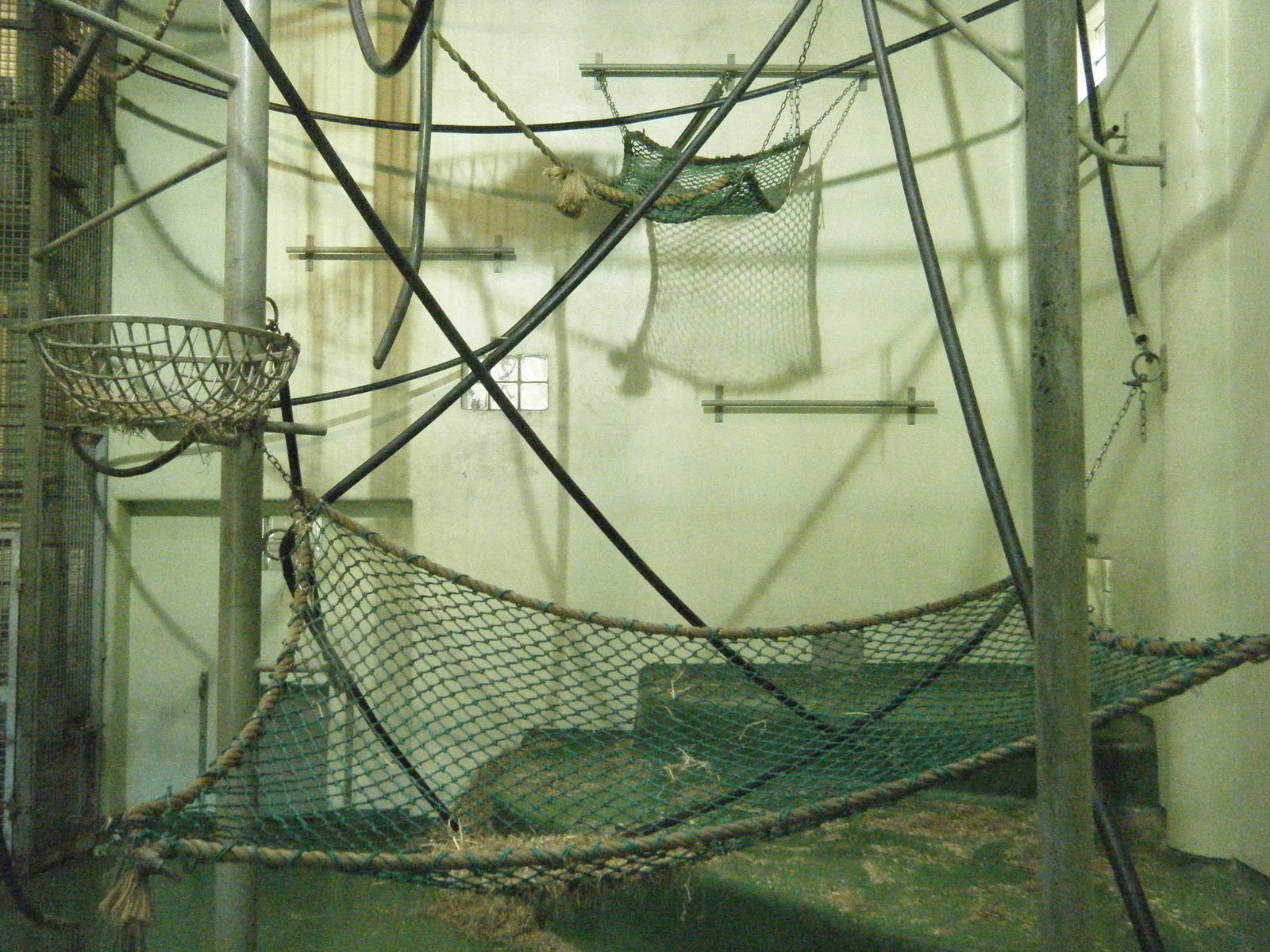Orangutan indoor enclosure
