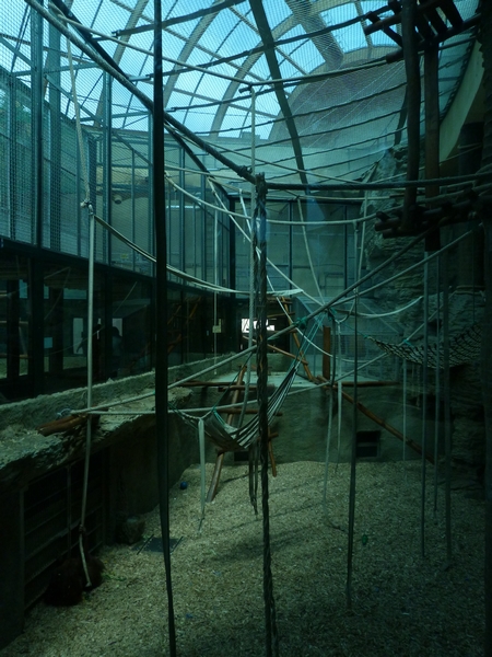 Orangutan Indoor enclosure