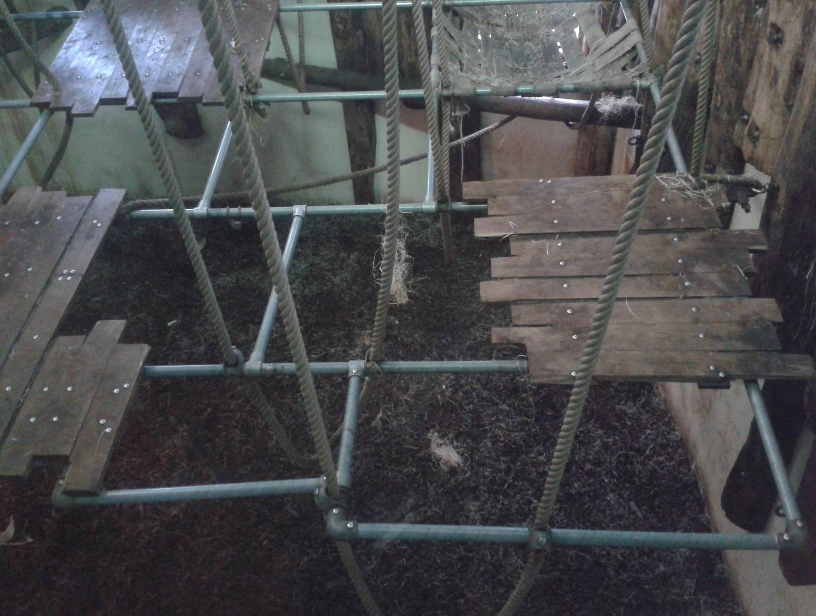 Orangutan indoor enclosure