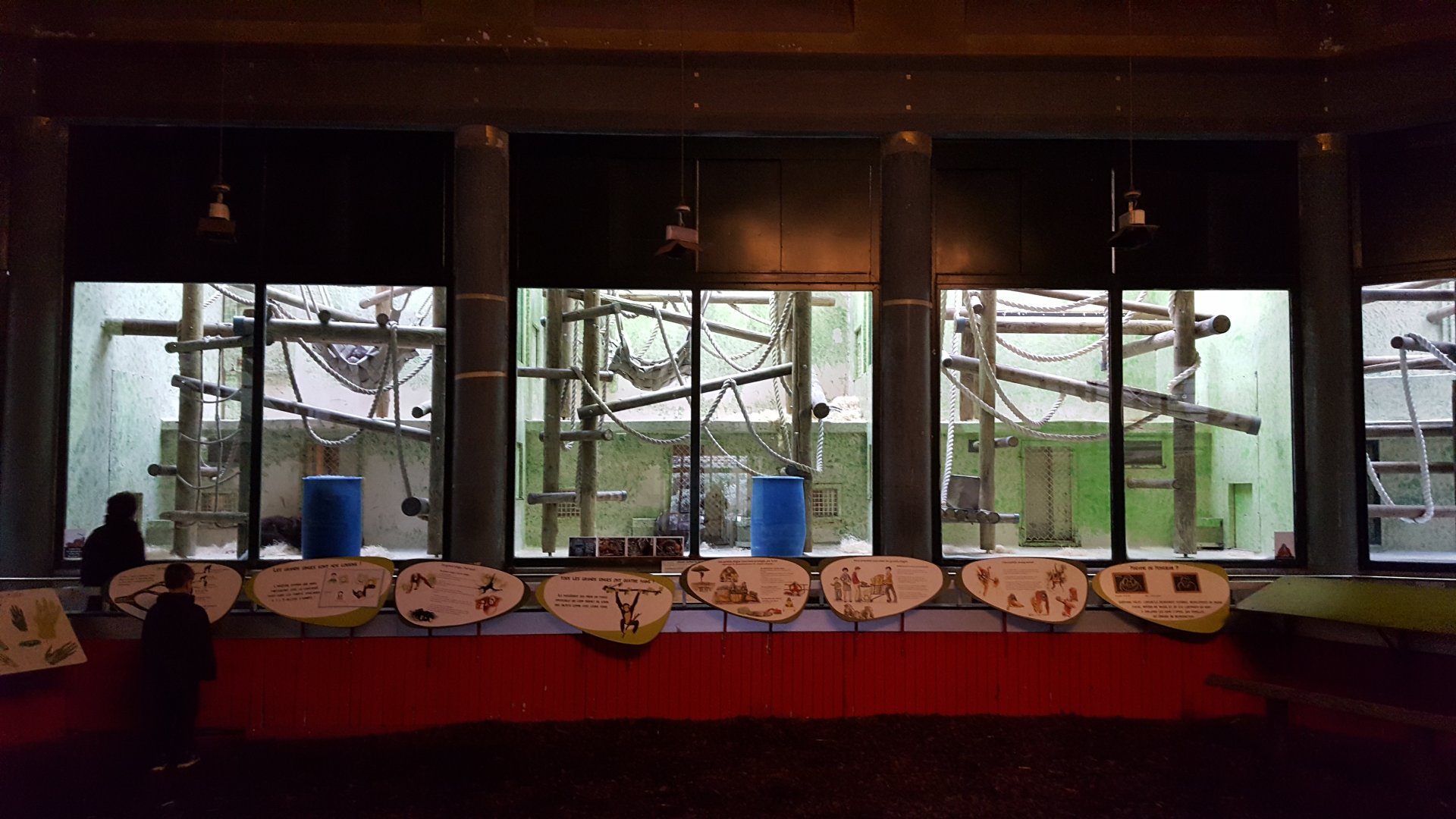 orangutan indoor enclosure