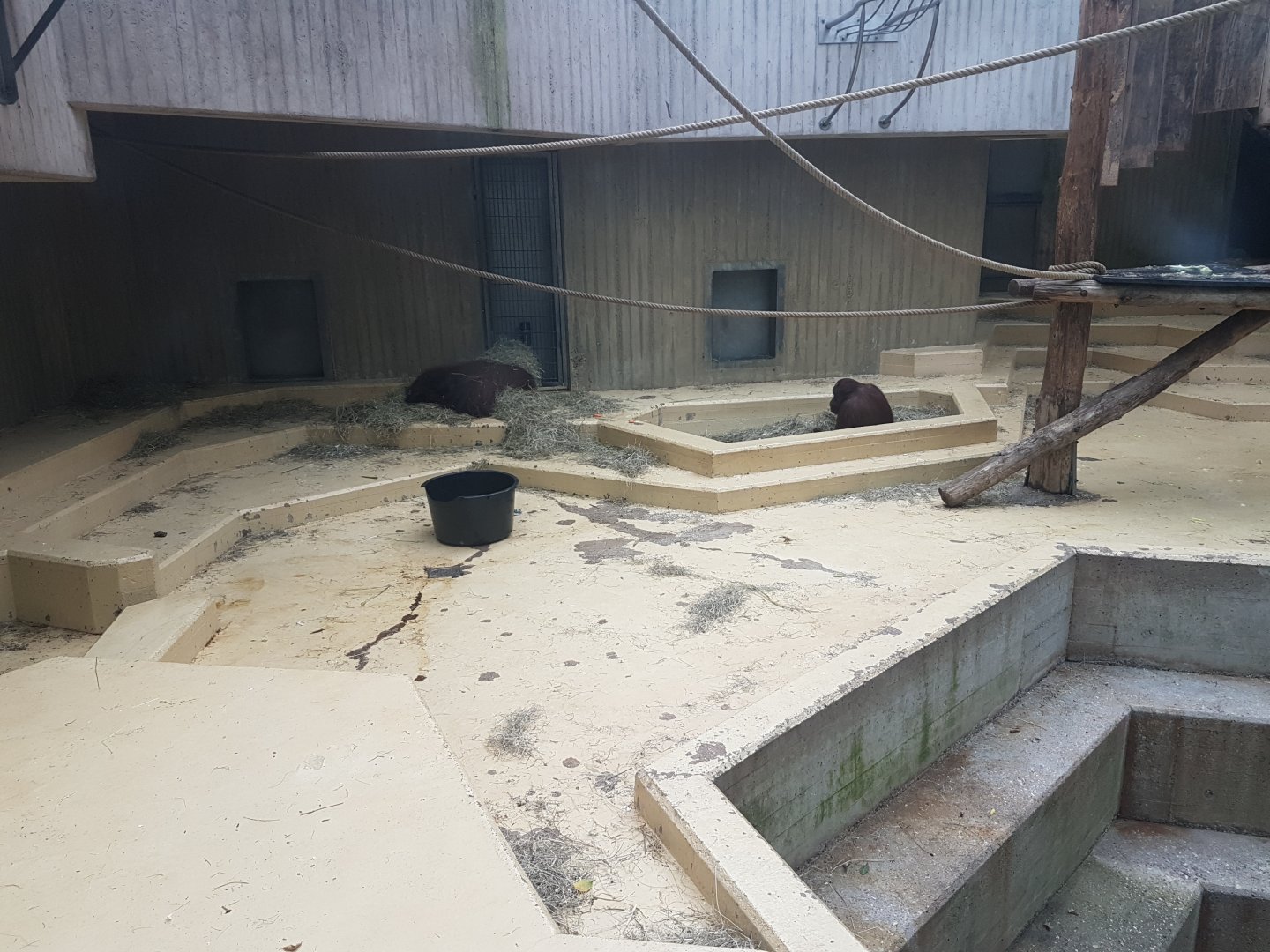 Orangutan indoor-enclosure