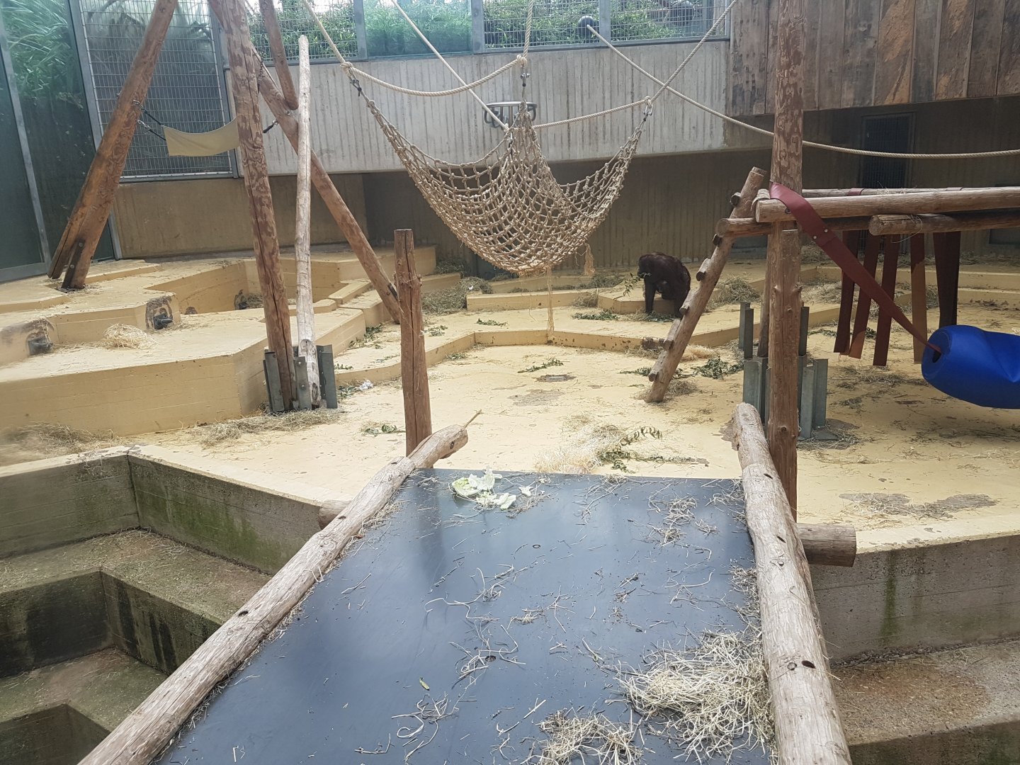 Orangutan-indoor enclosure