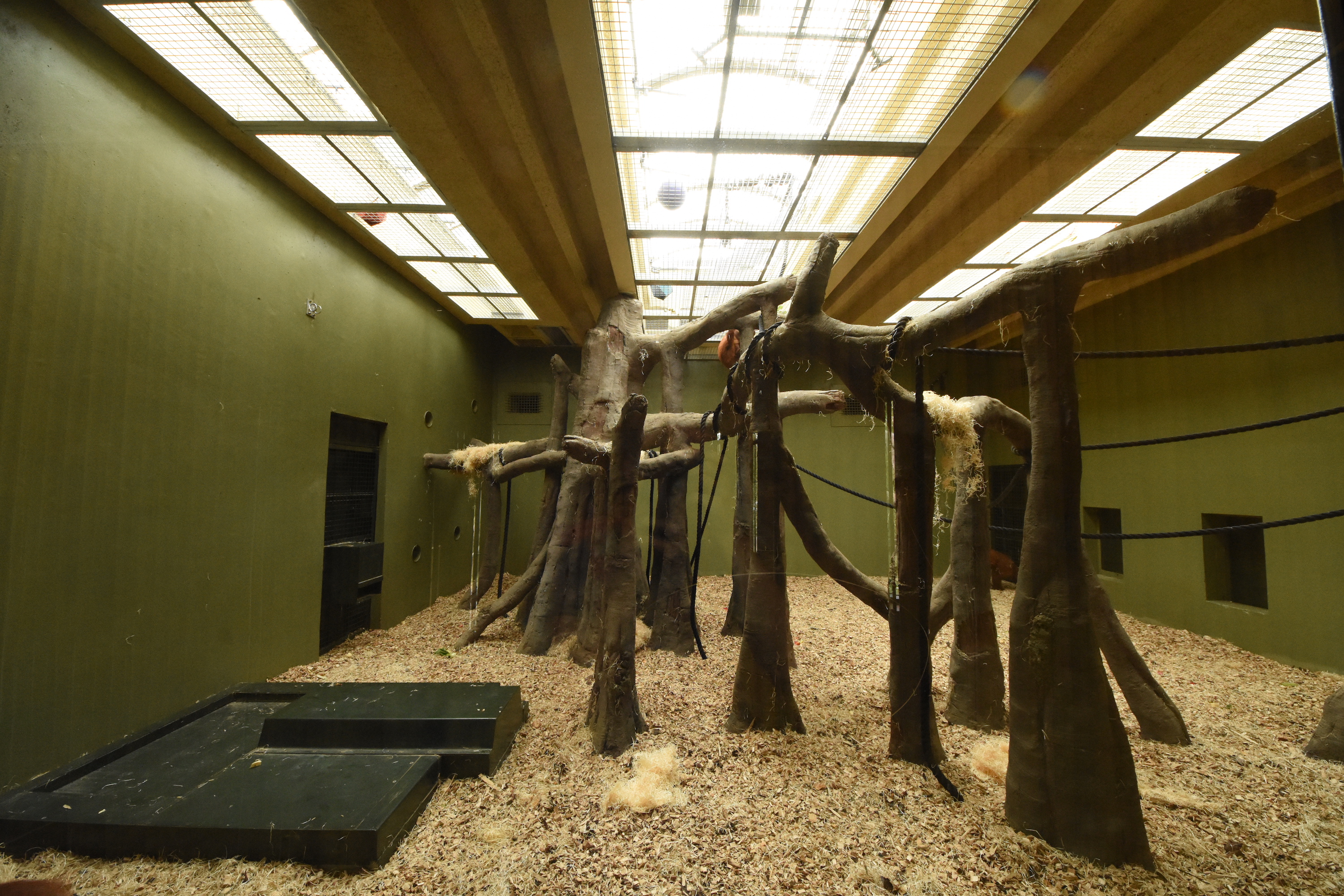 Orangutan indoor enclosure