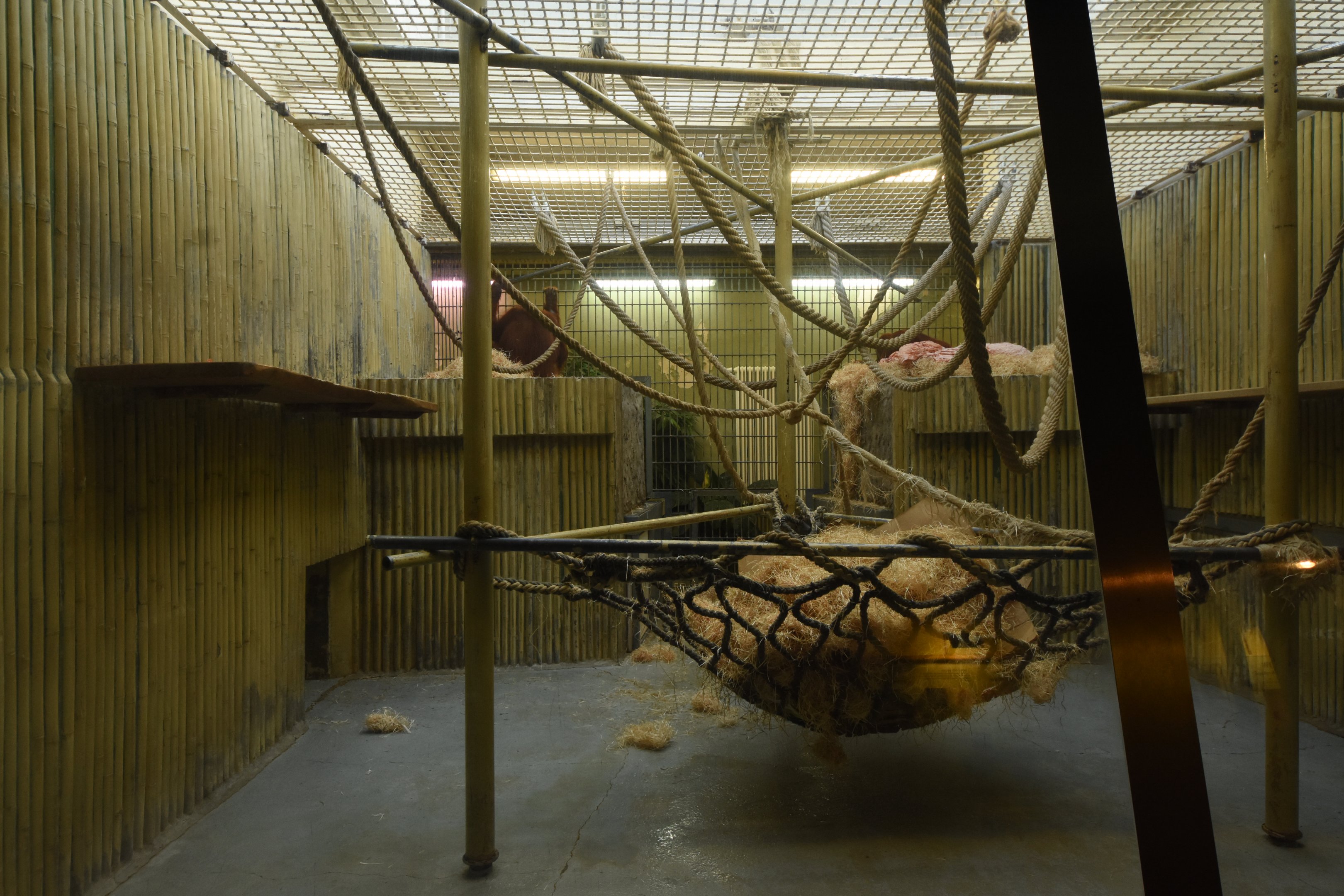 Orangutan indoor enclosure