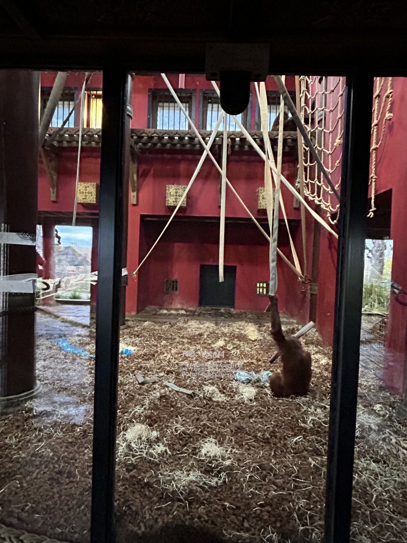 Orangutan indoor exhibit at the craftsman’s house