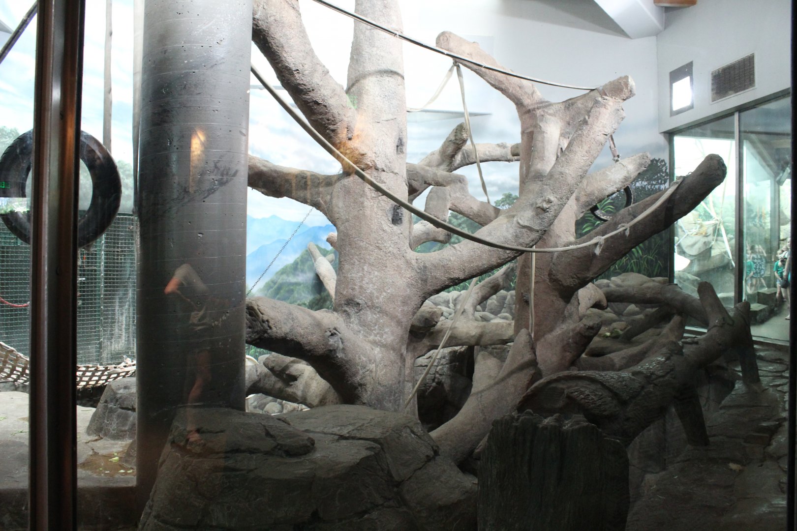 Orangutan Indoor Exhibit - Primate House