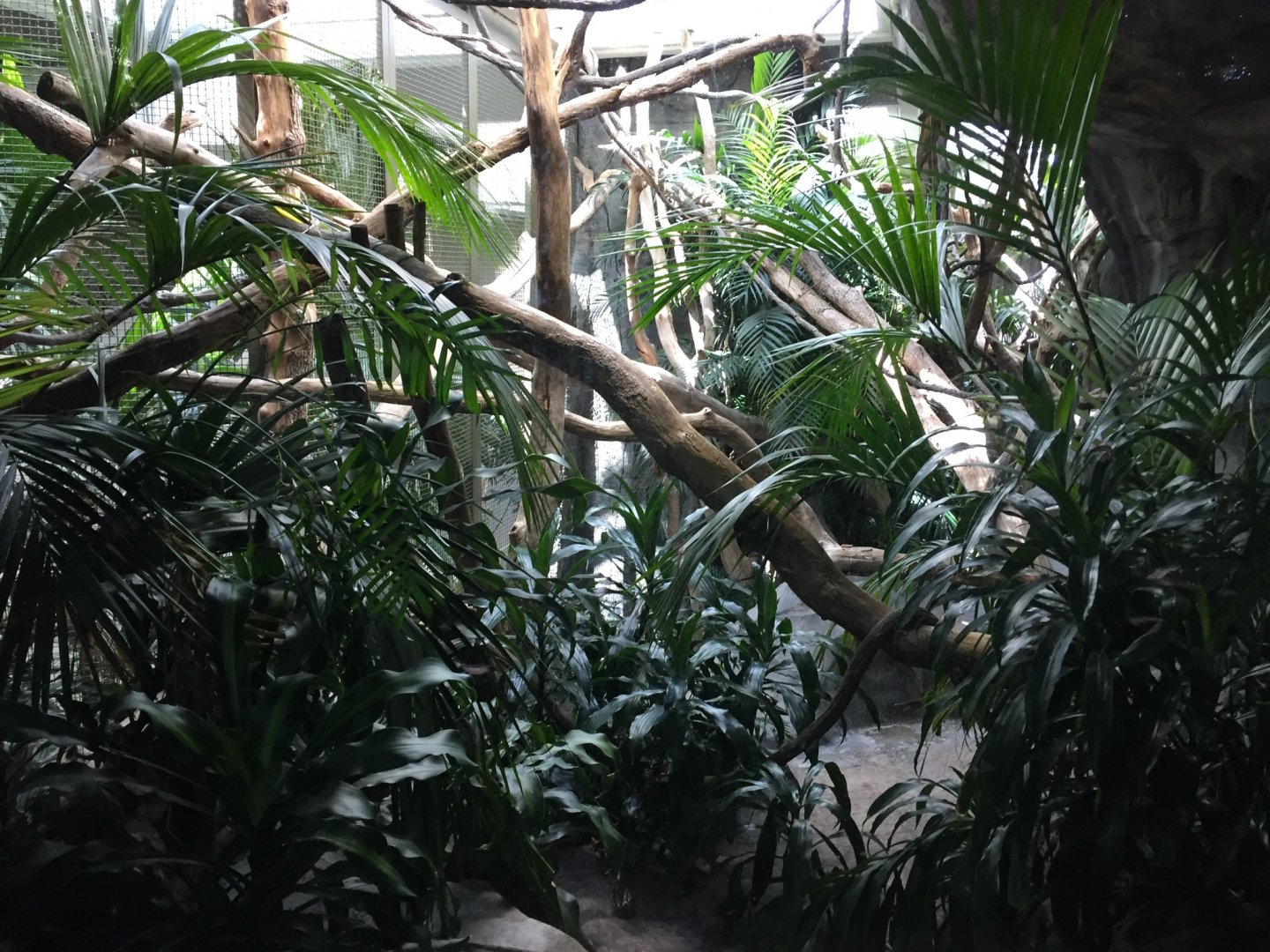 Orangutan Indoor Exhibit