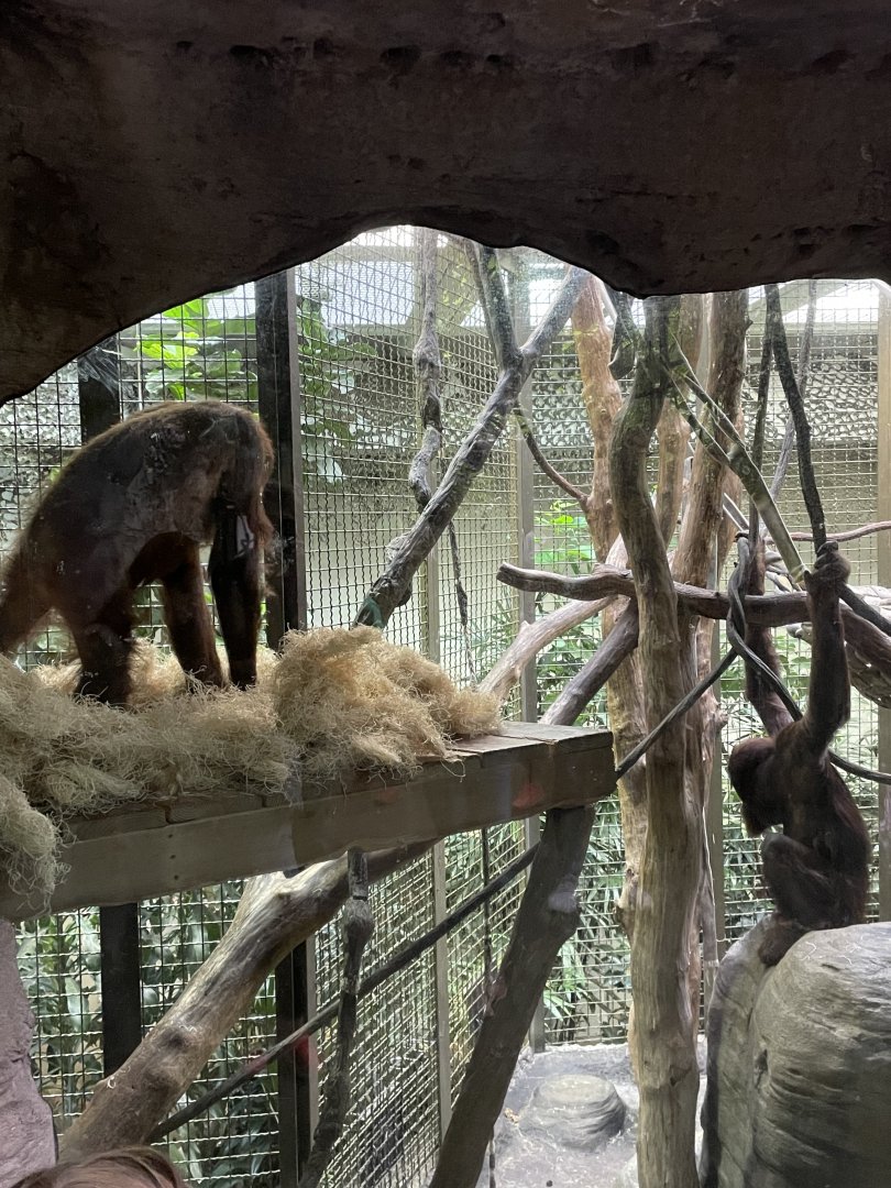 Orangutan Indoor Exhibit