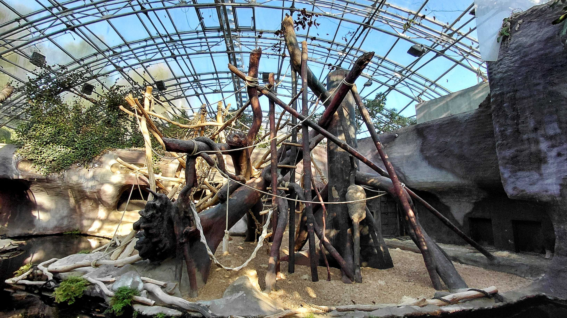 Orangutan indoor exhibit