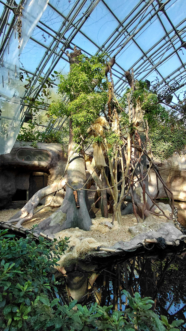 Orangutan indoor exhibit