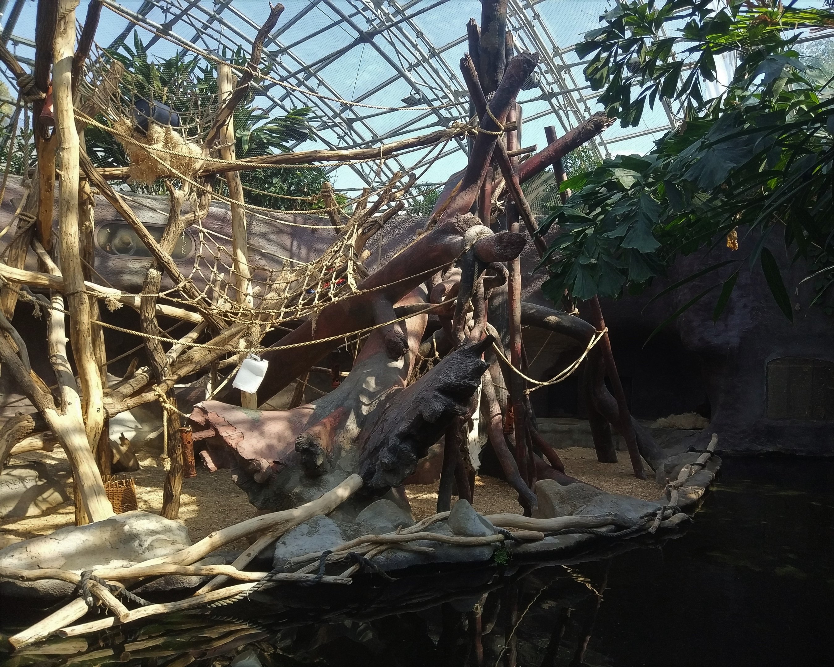 Orangutan Indoors - Indonesia House