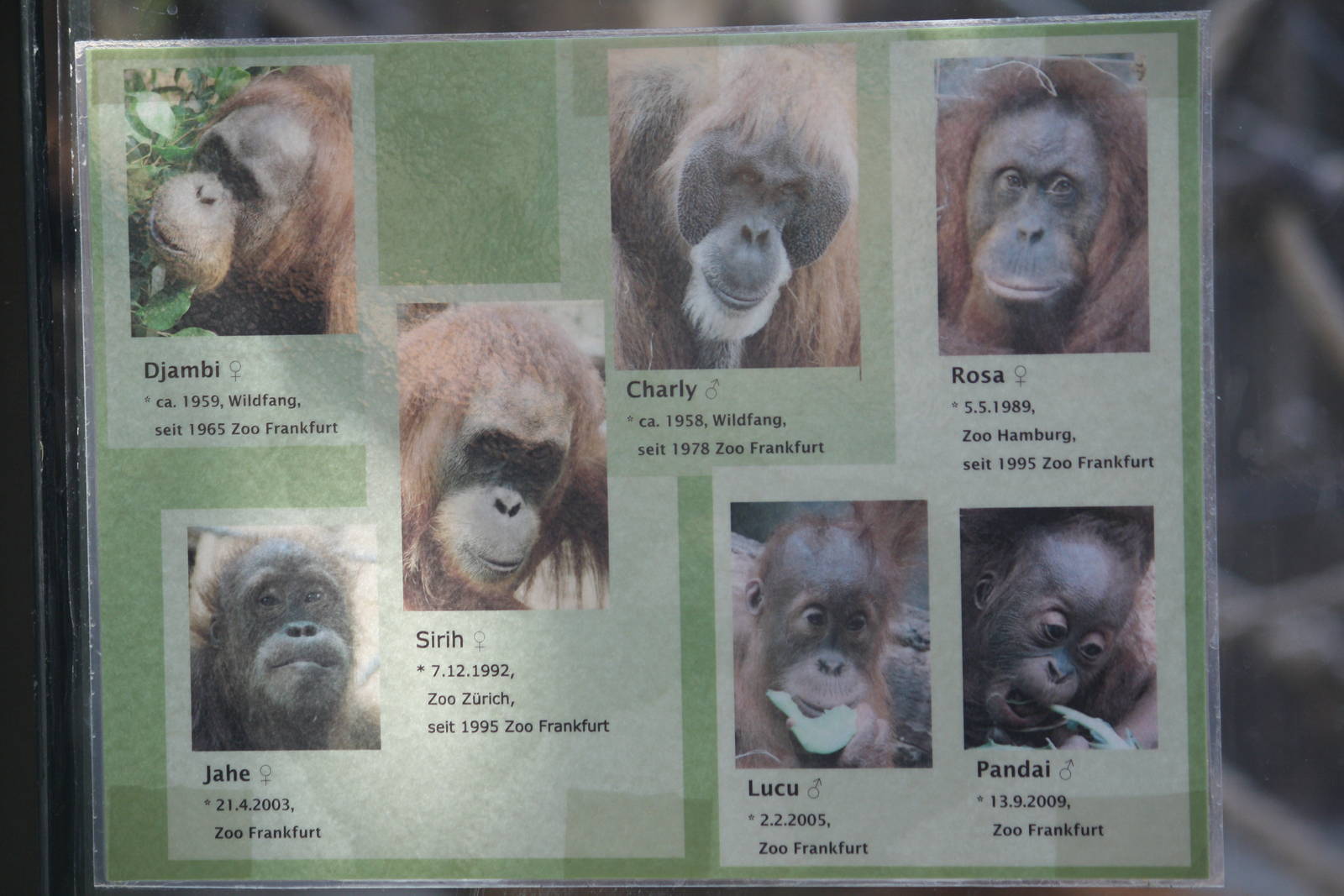 Orangutan info - 4 June 2010